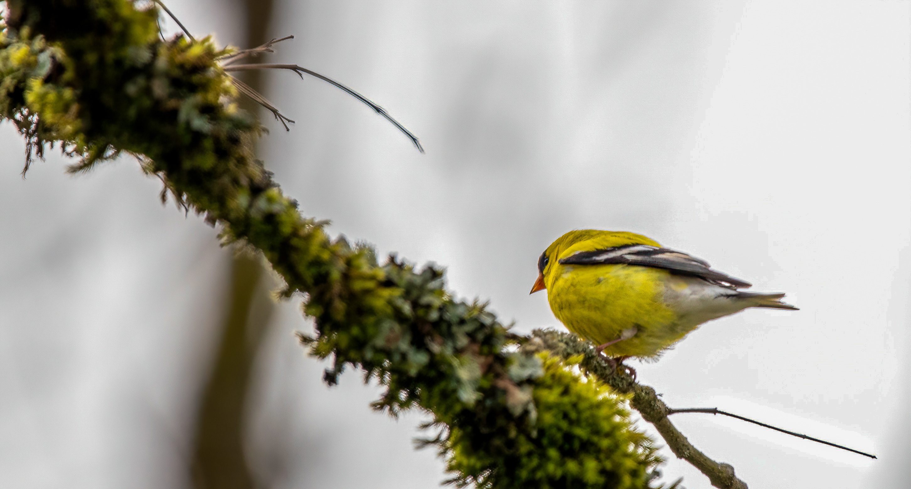 American Goldfinch (1)