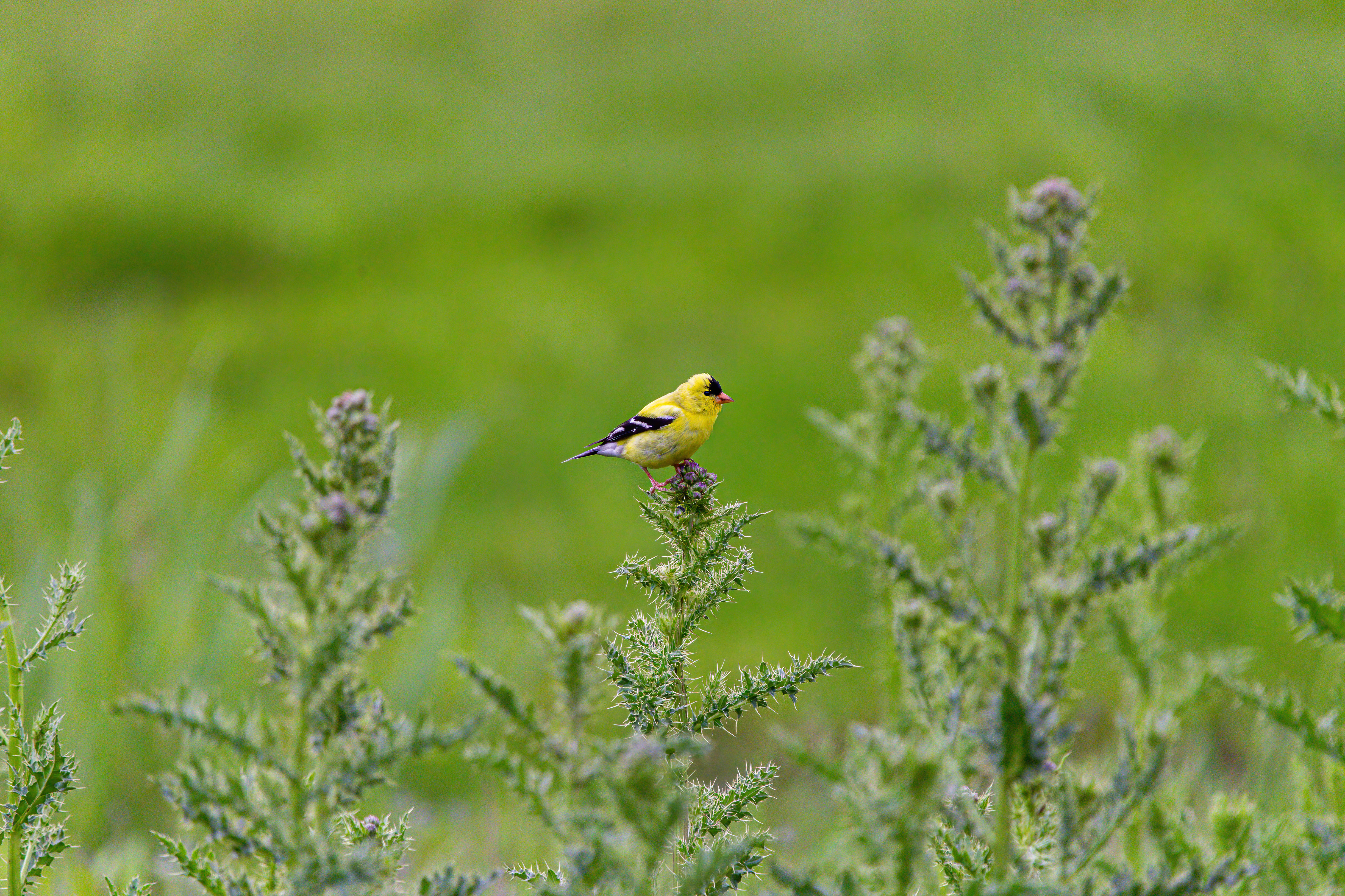 American Goldfinch (6)