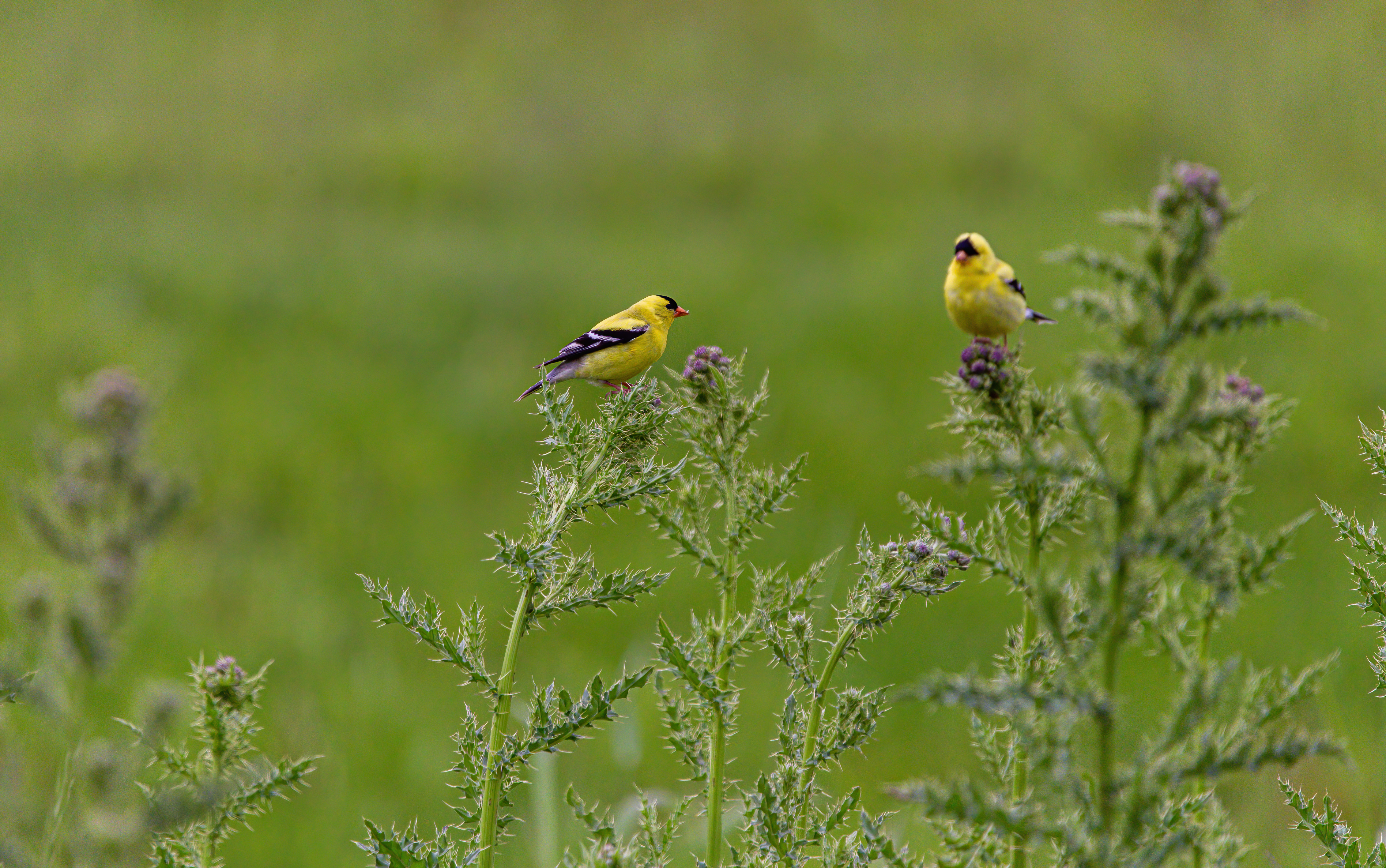 American Goldfinch (7)