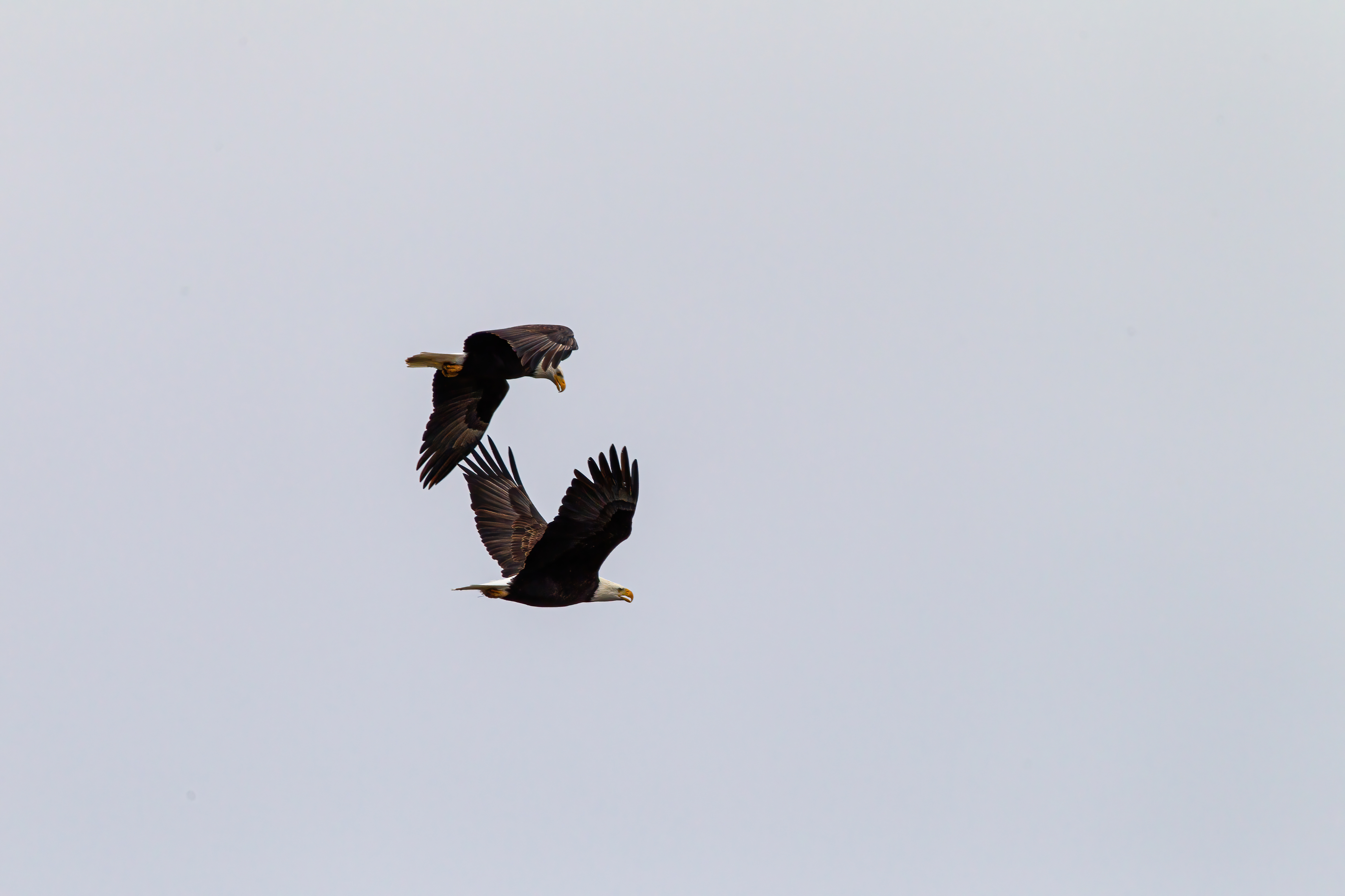 bald eagle (3)