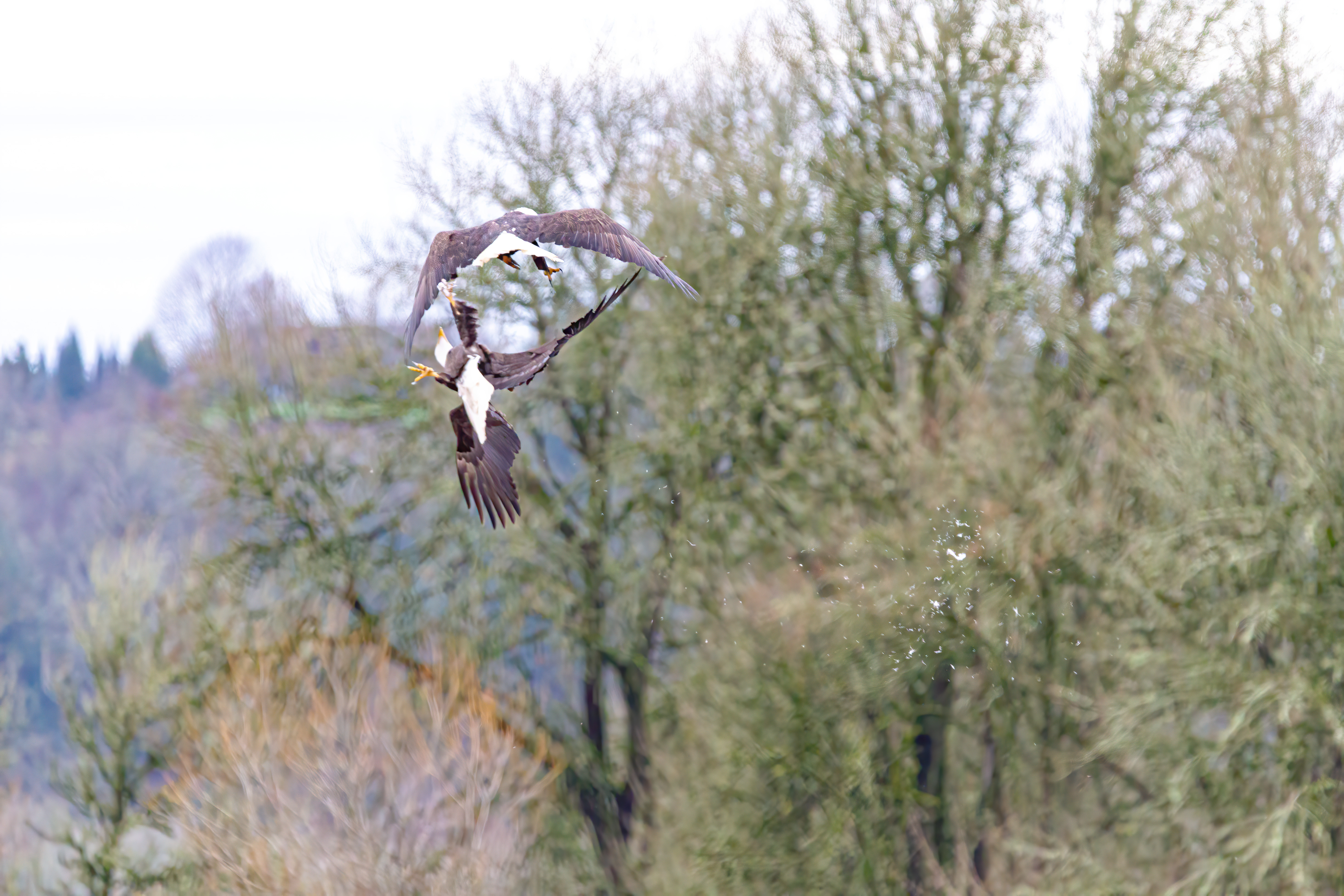 bald eagle (11)