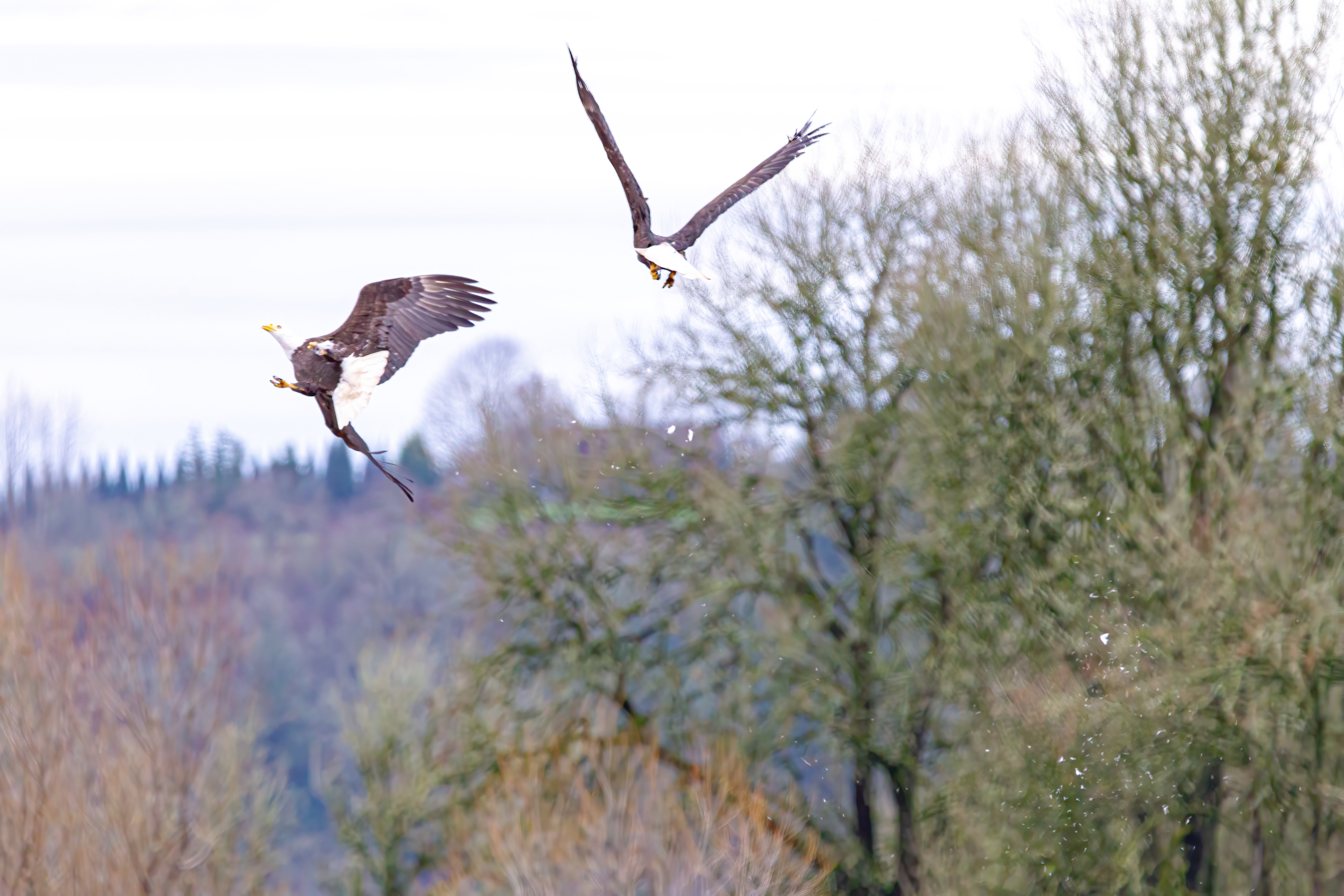 bald eagle (13)