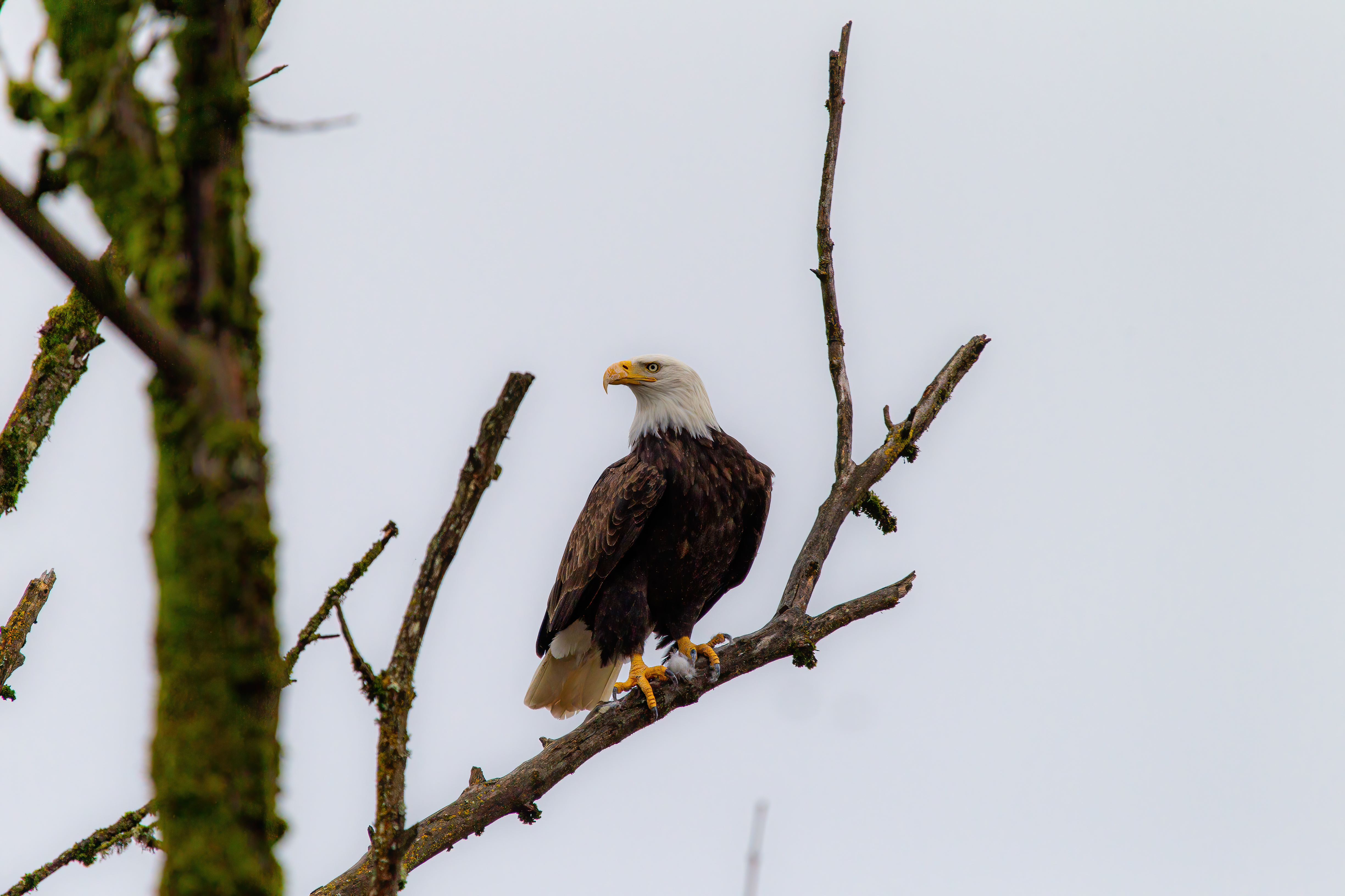 bald eagle (15)