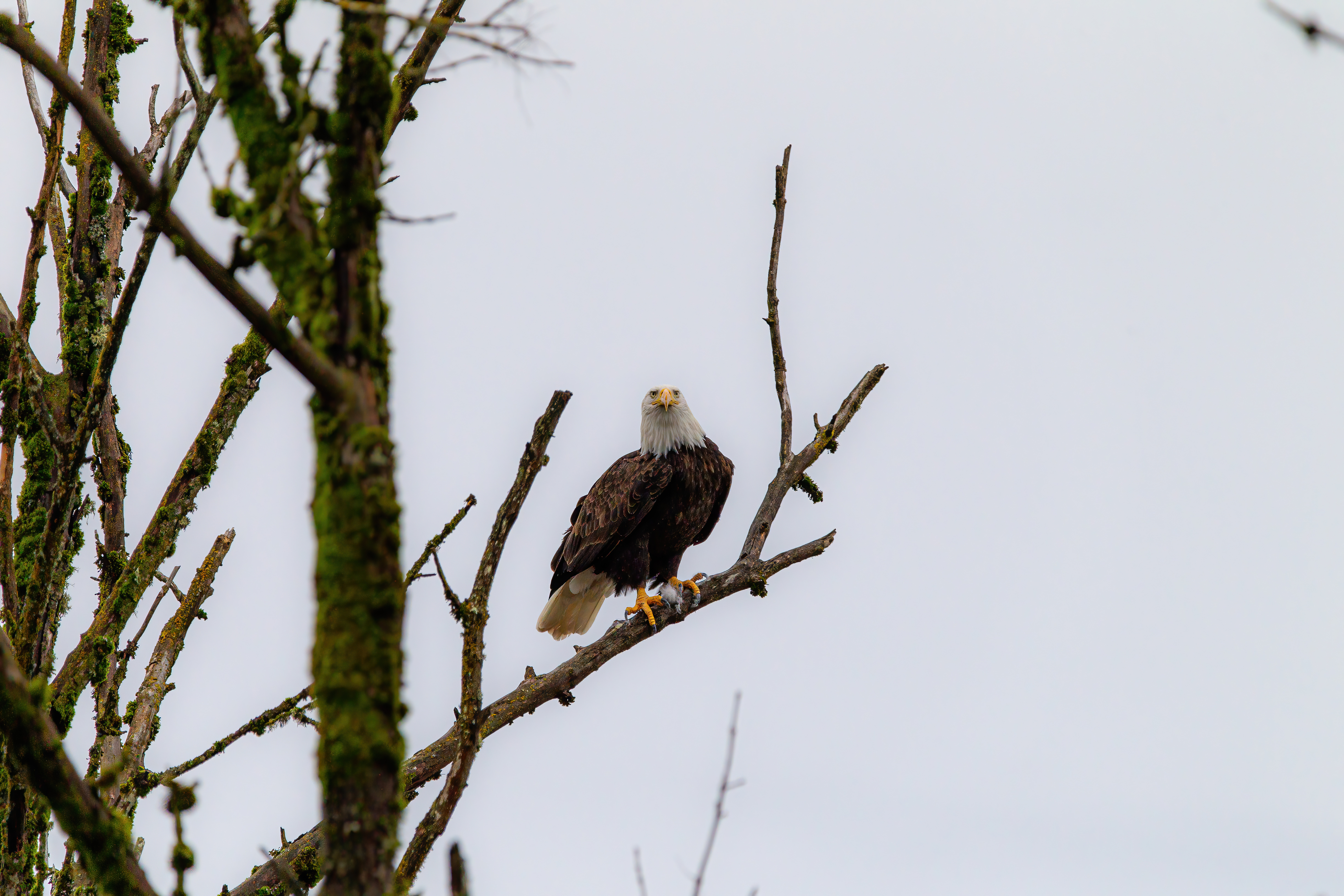 bald eagle (24)