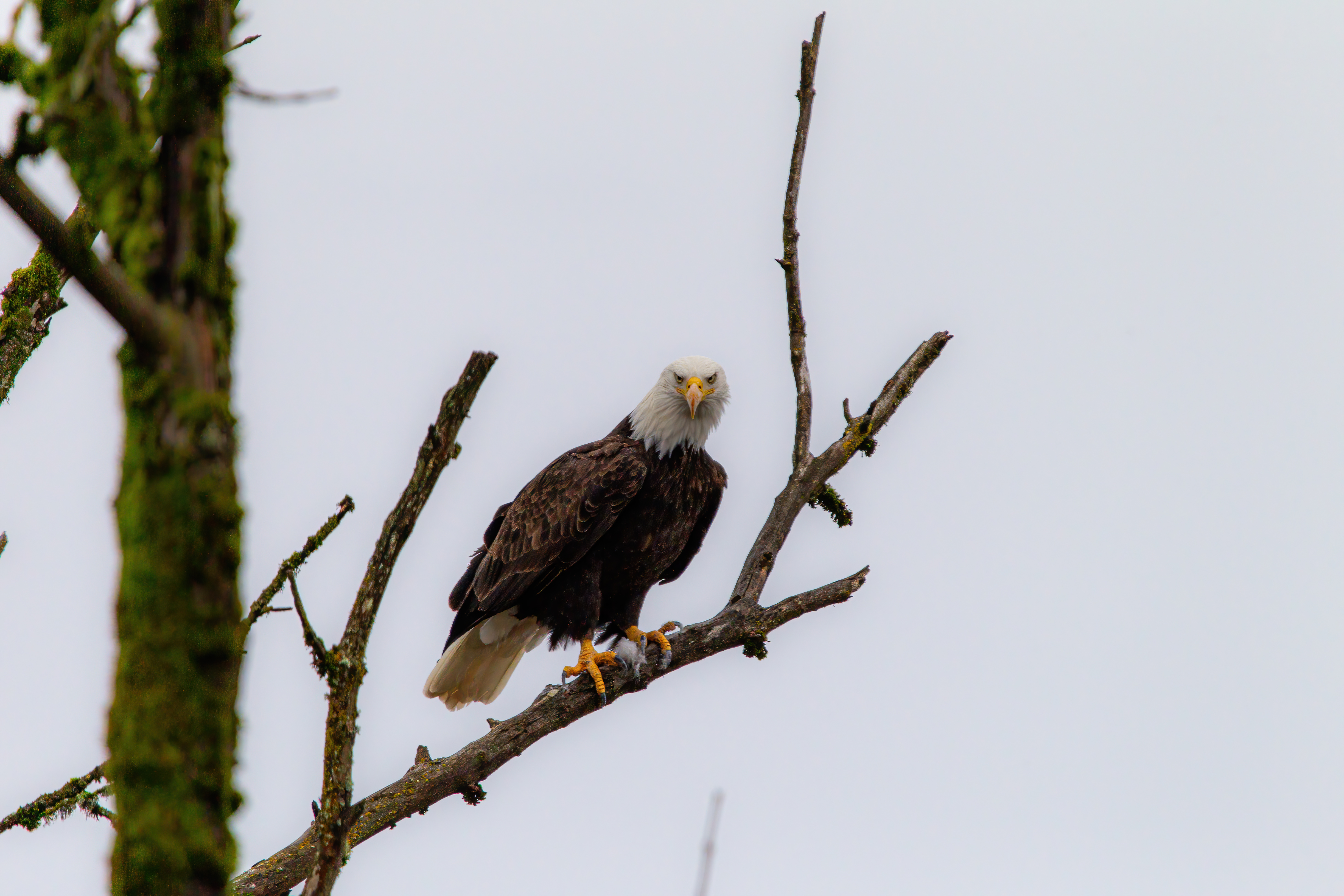 bald eagle (26)