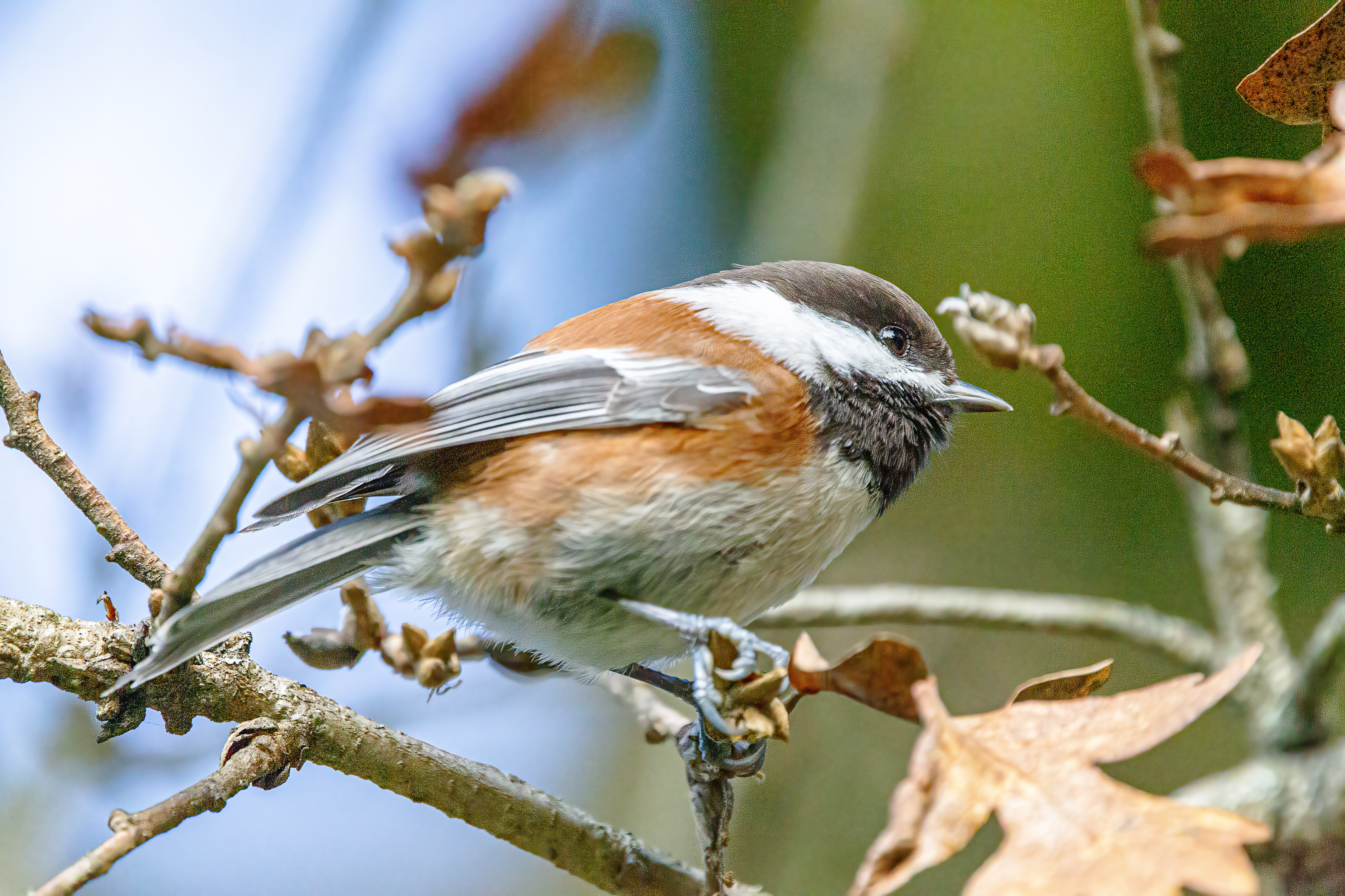 Black-Capped Chickadee (1)