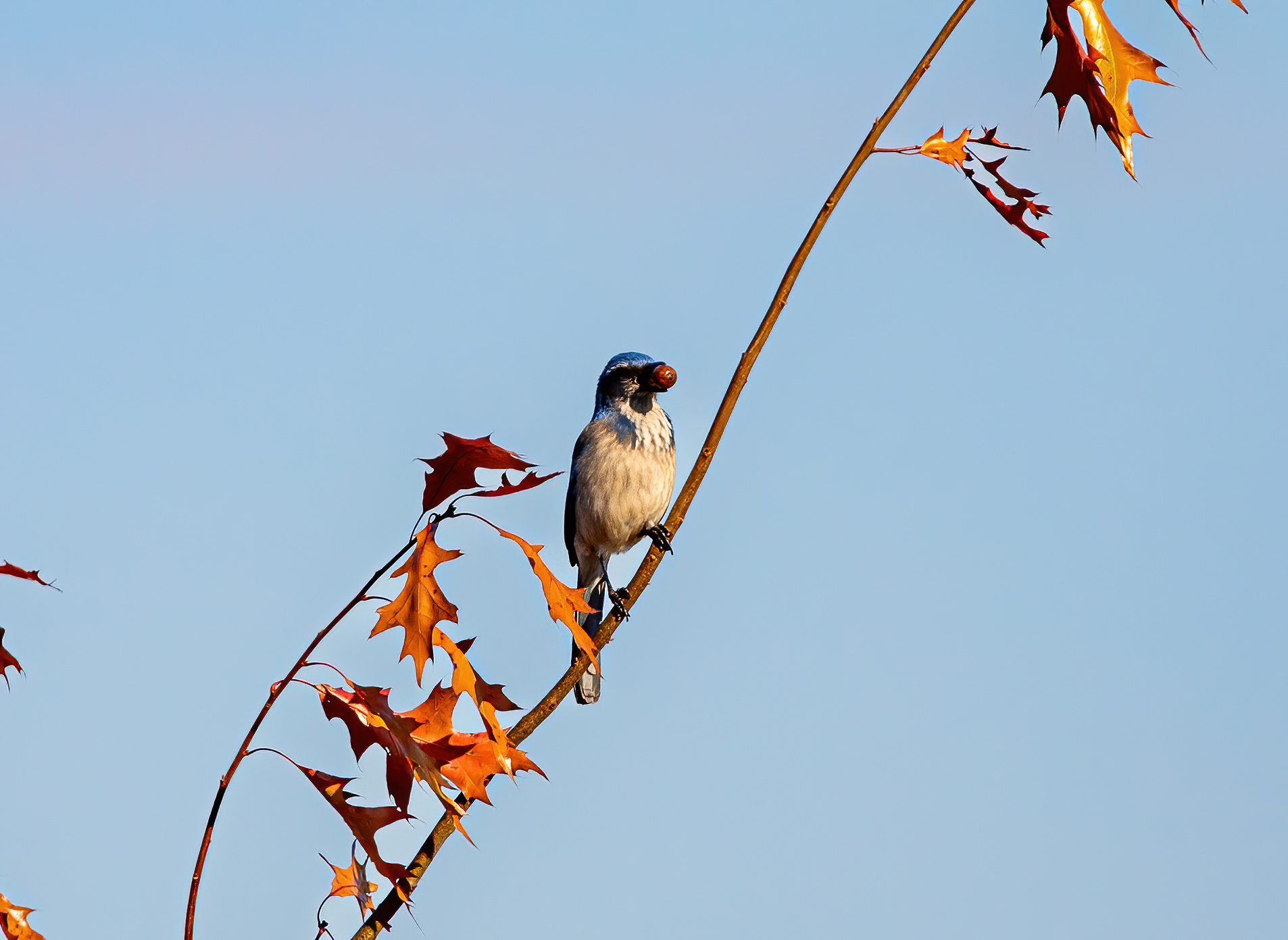 california scrub jay 2  (2 of 2)