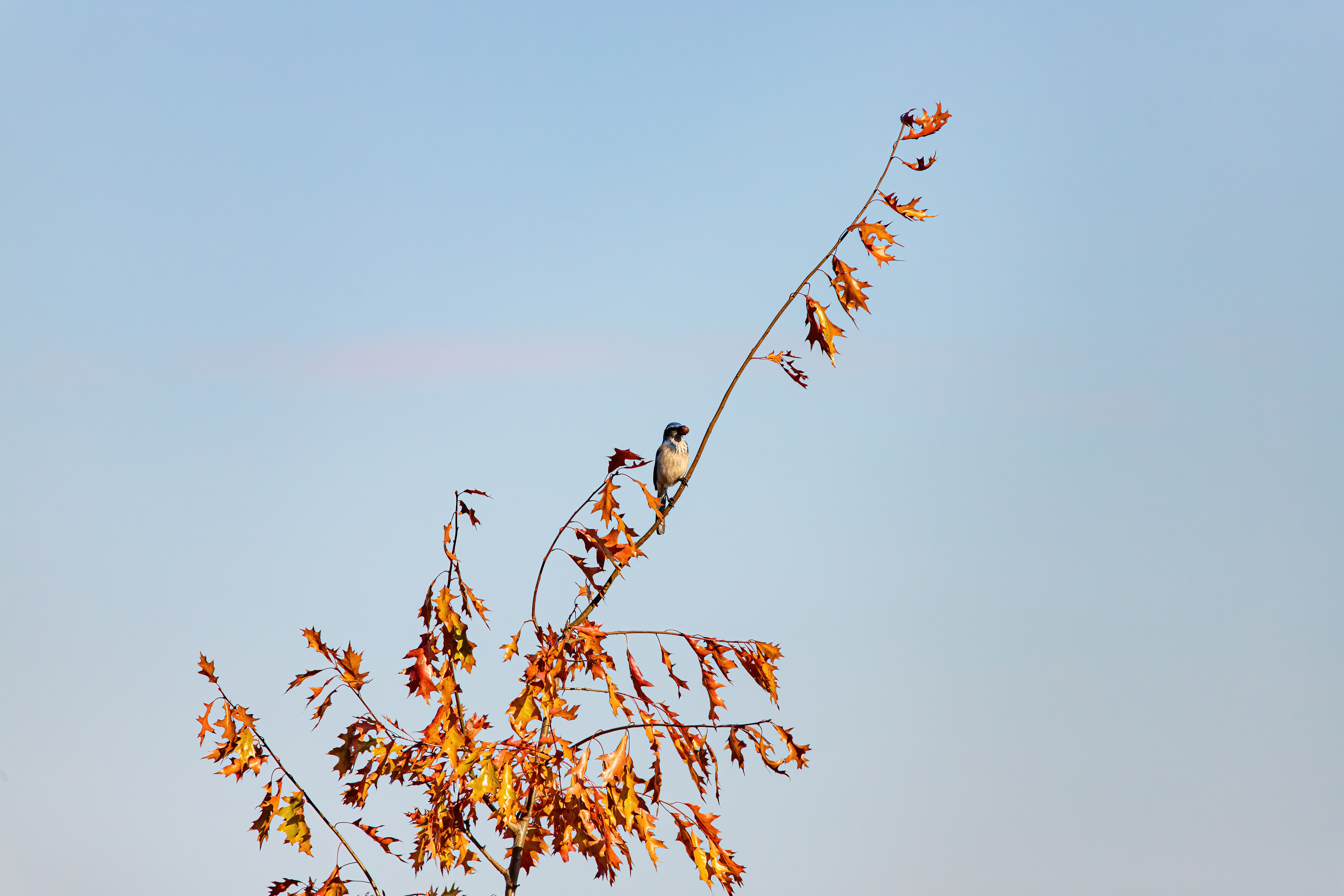 california scrub jay 2  (1 of 2)