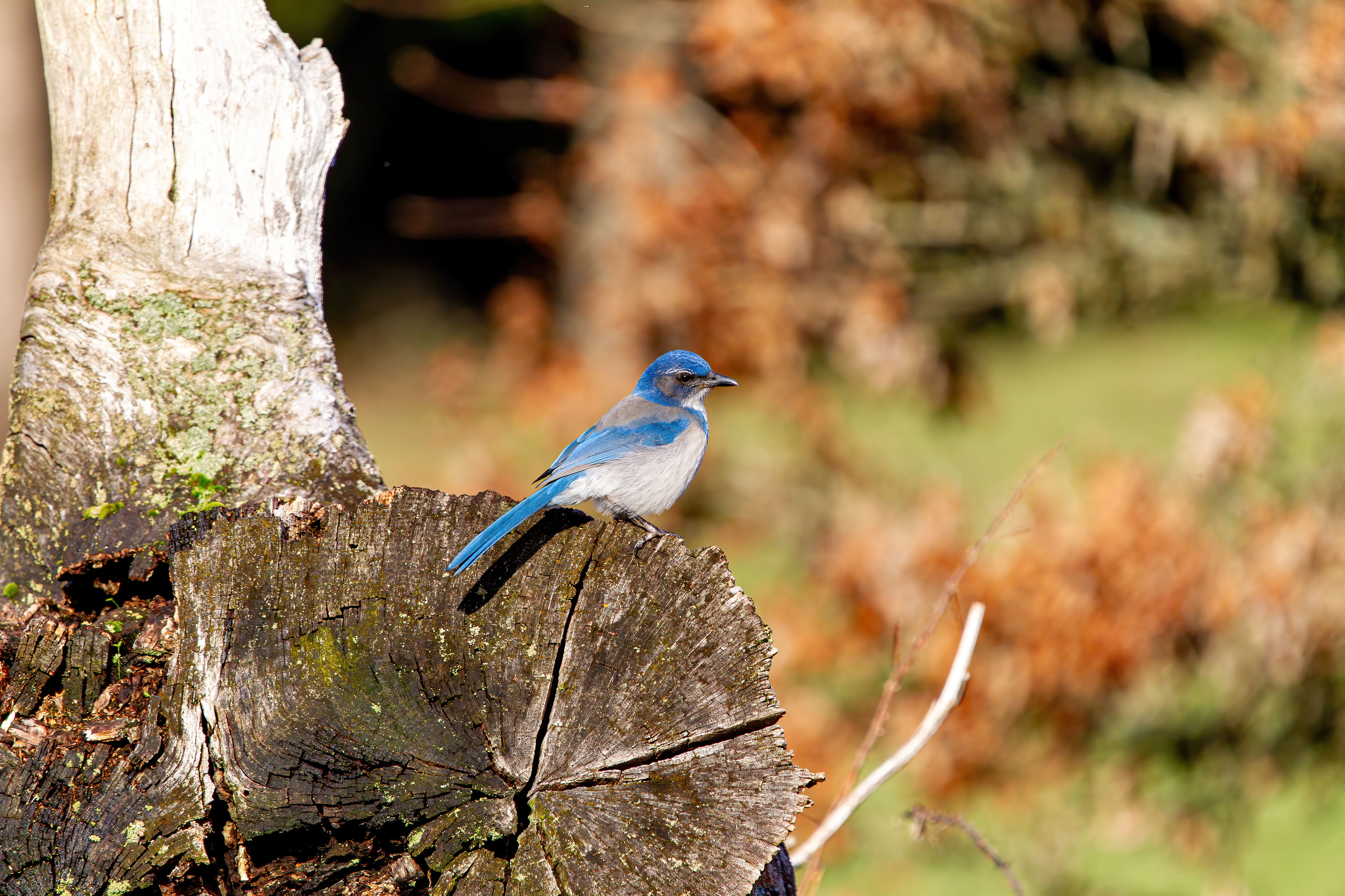 california scrub jay 3