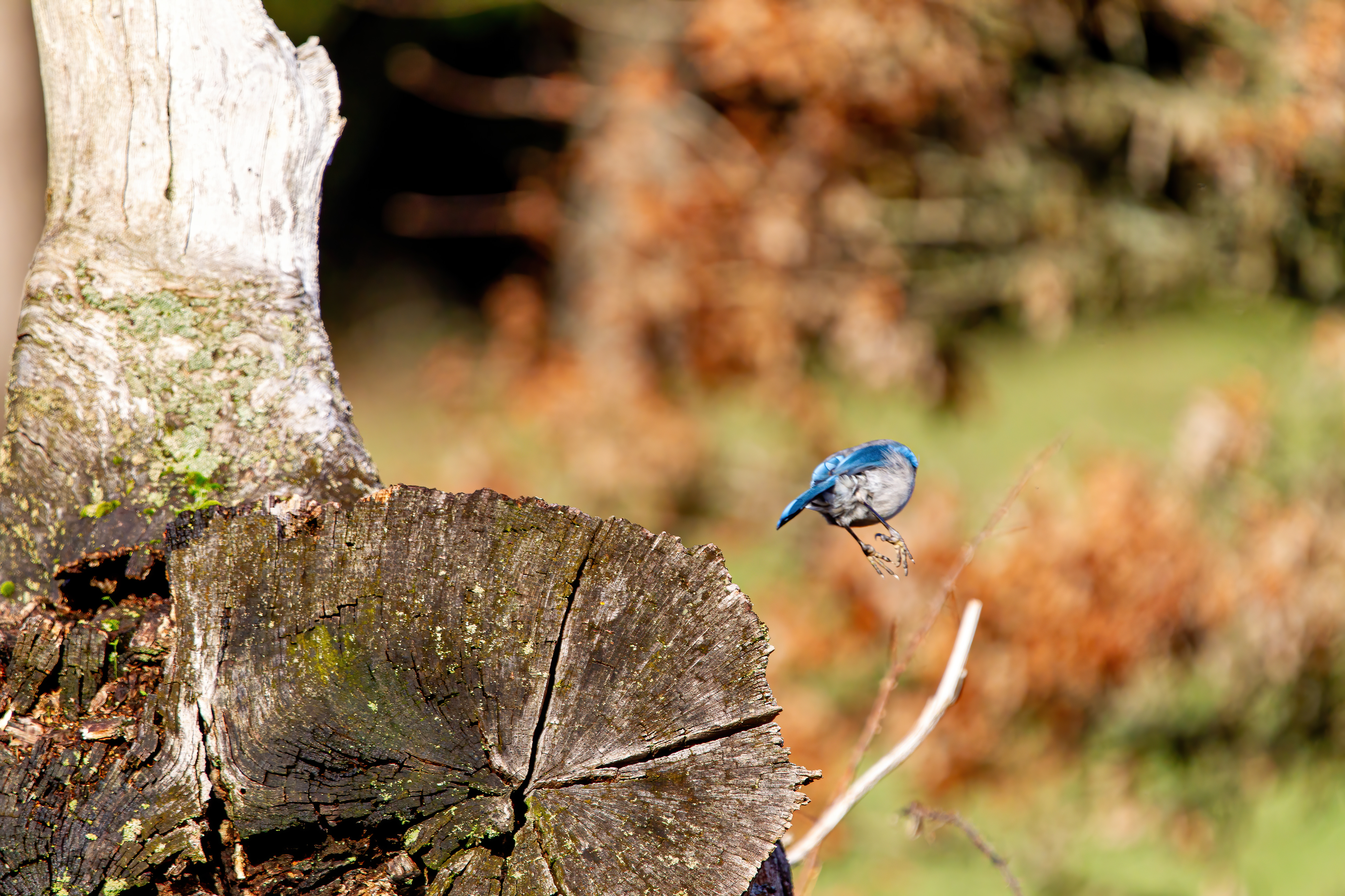 california scrub jay (5)
