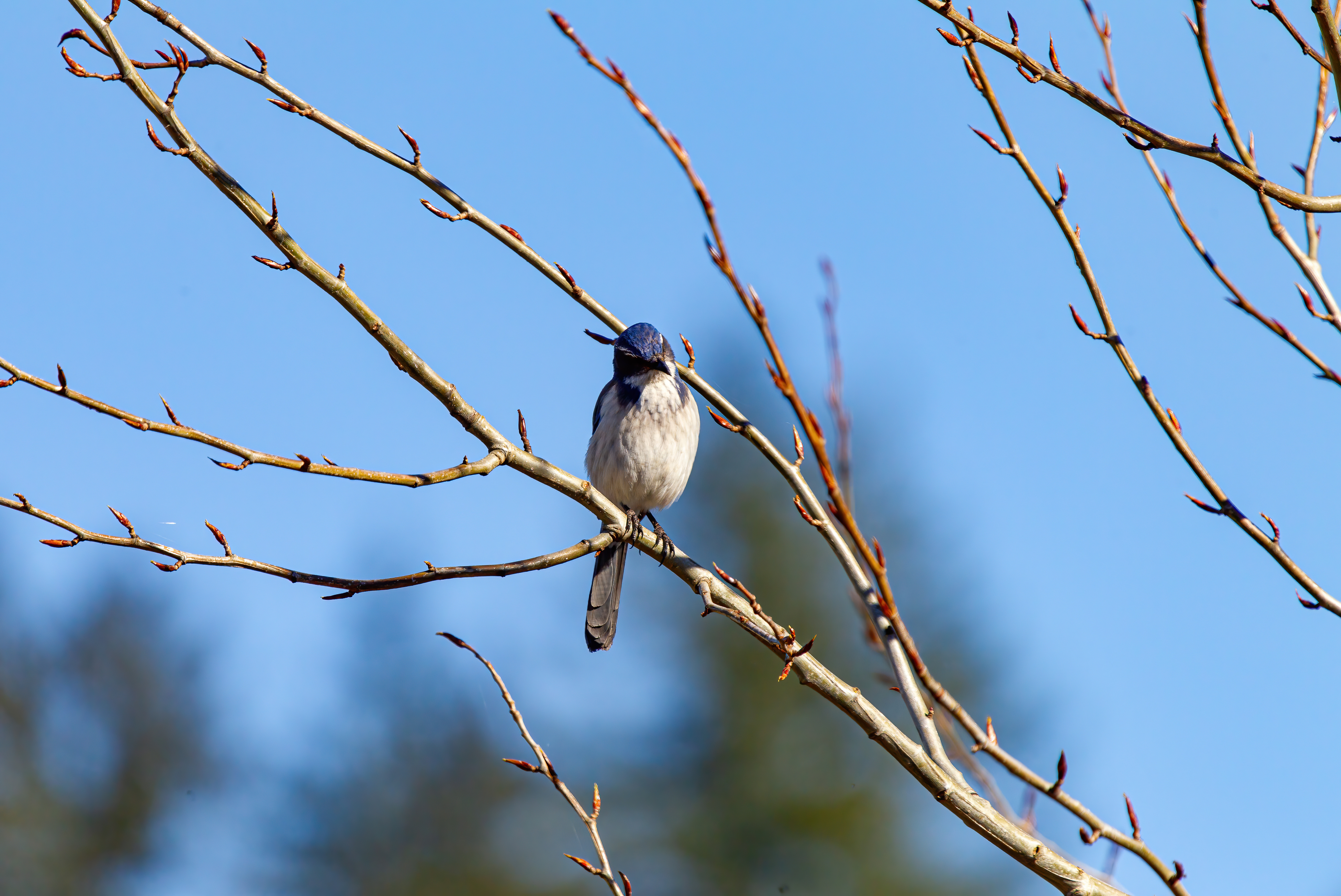 california scrub jay (9)