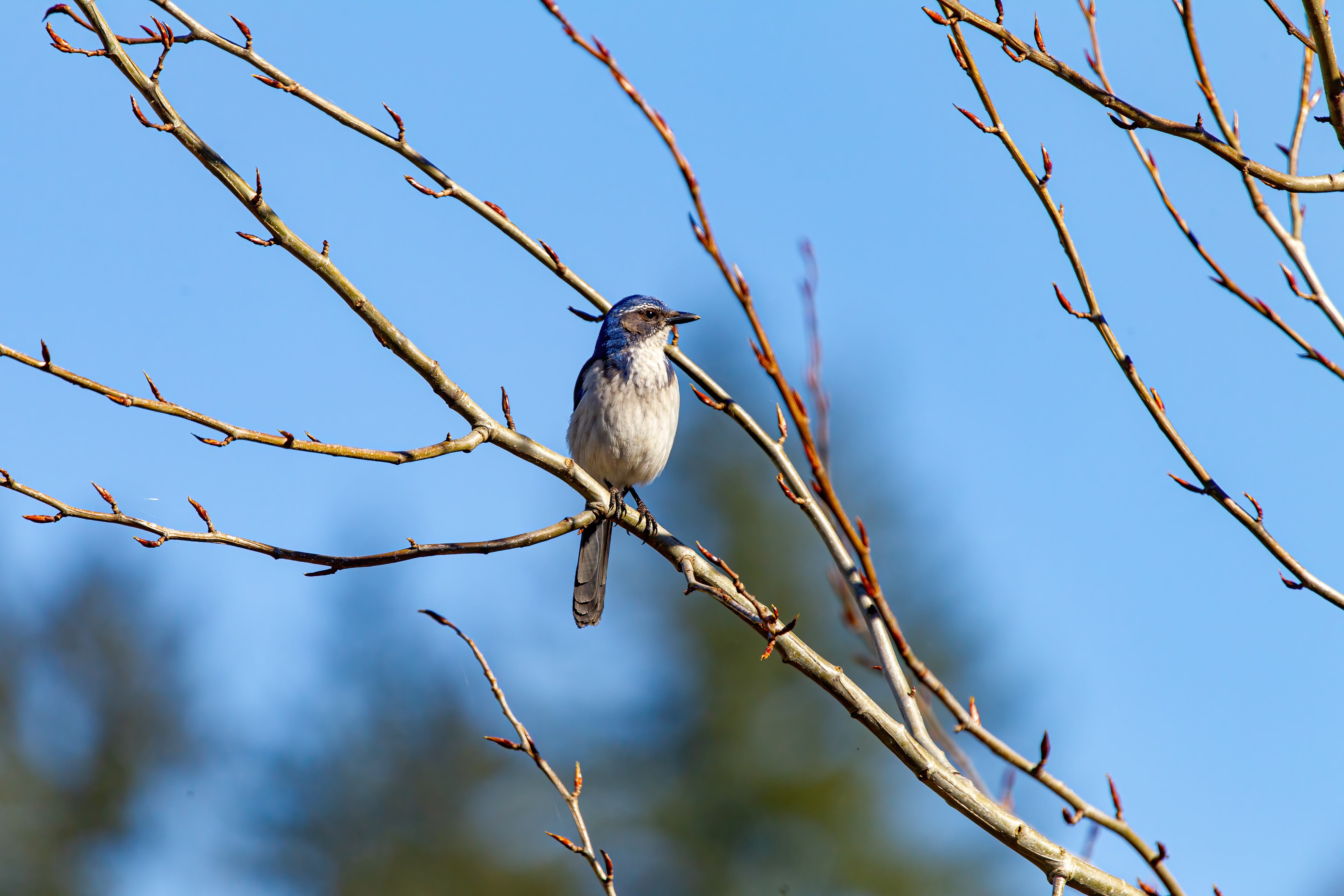 california scrub jay (10)