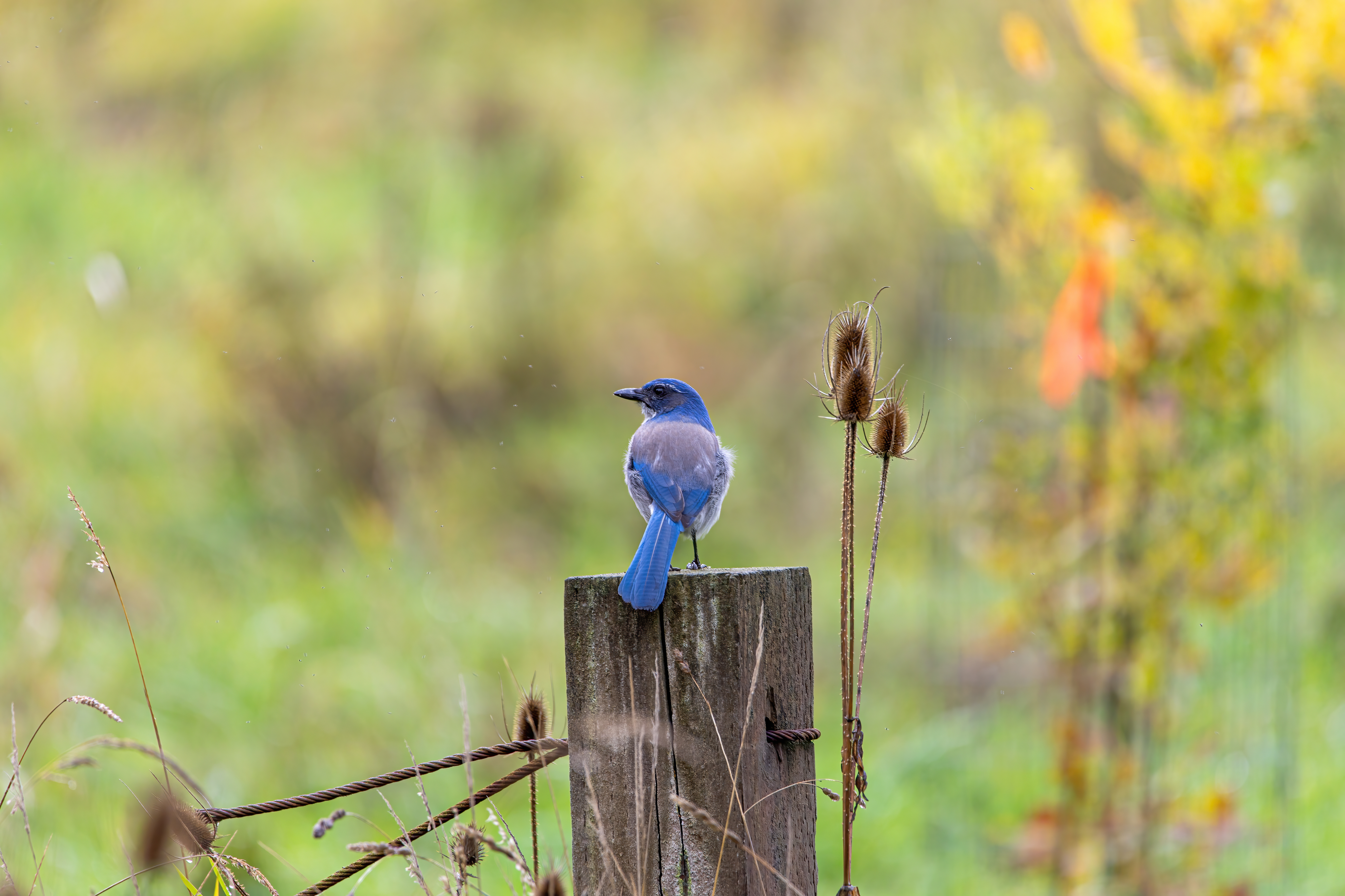 california scrub jay (16)
