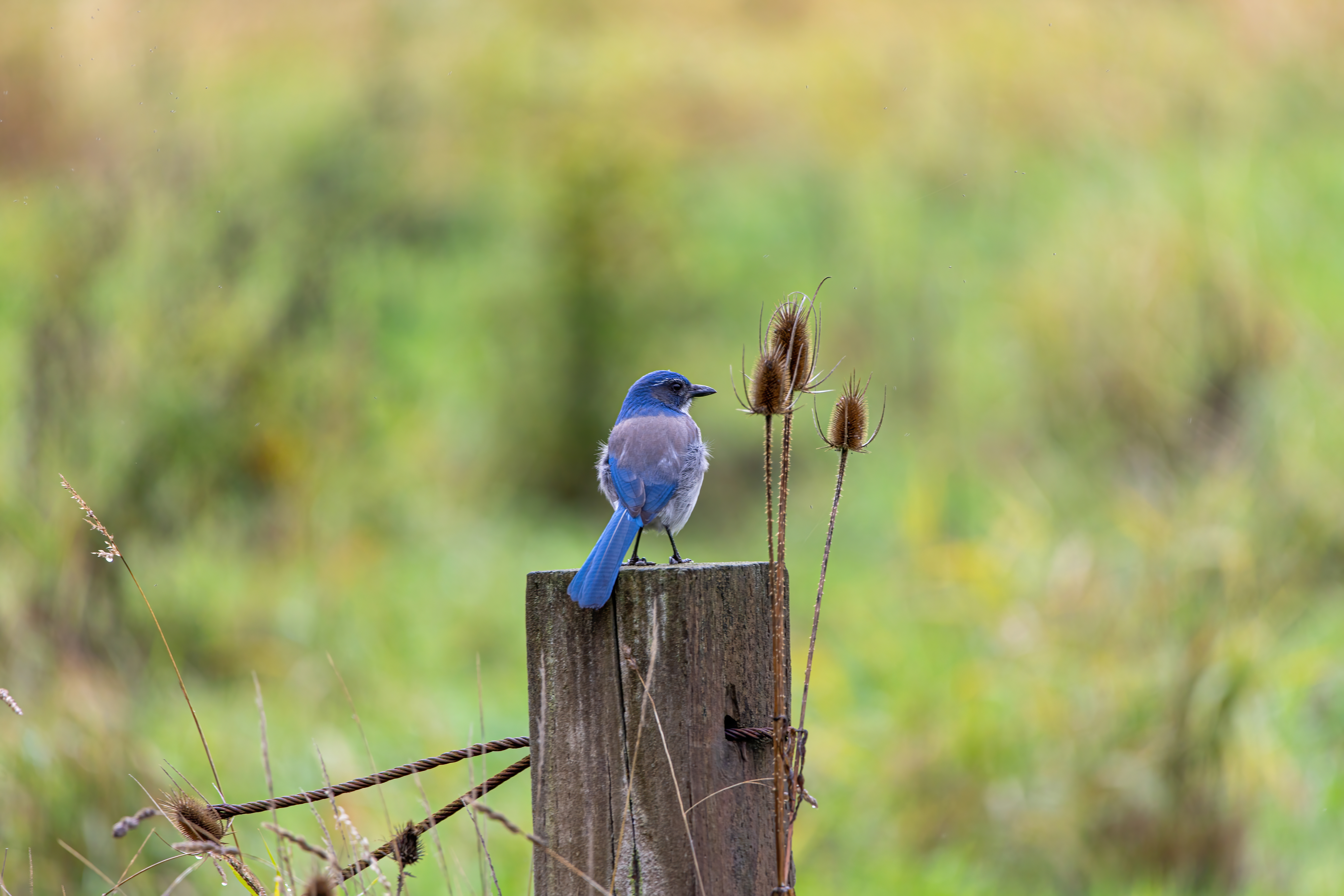 california scrub jay (17)