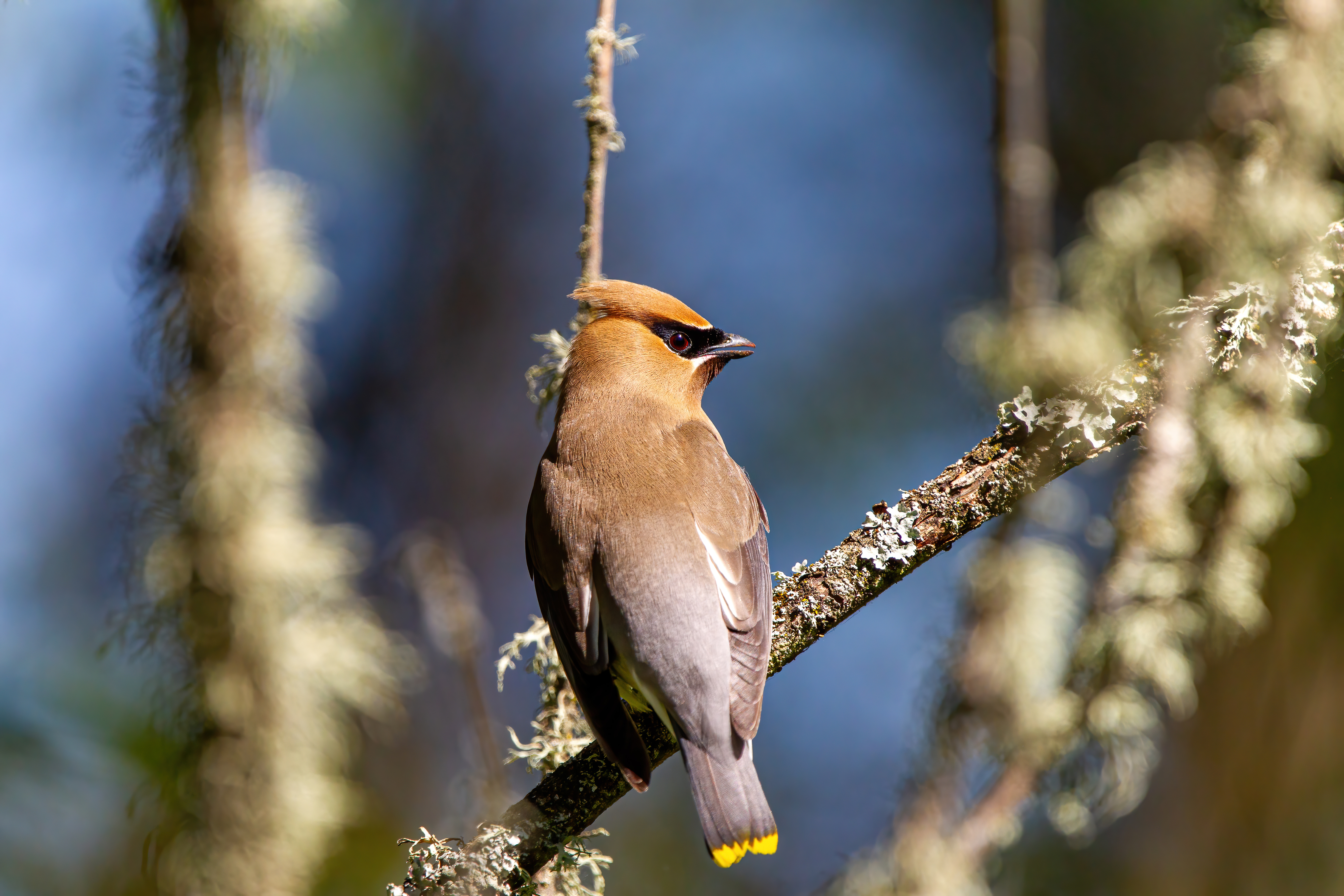 A Cedar Waxwing perched on a tree branch.