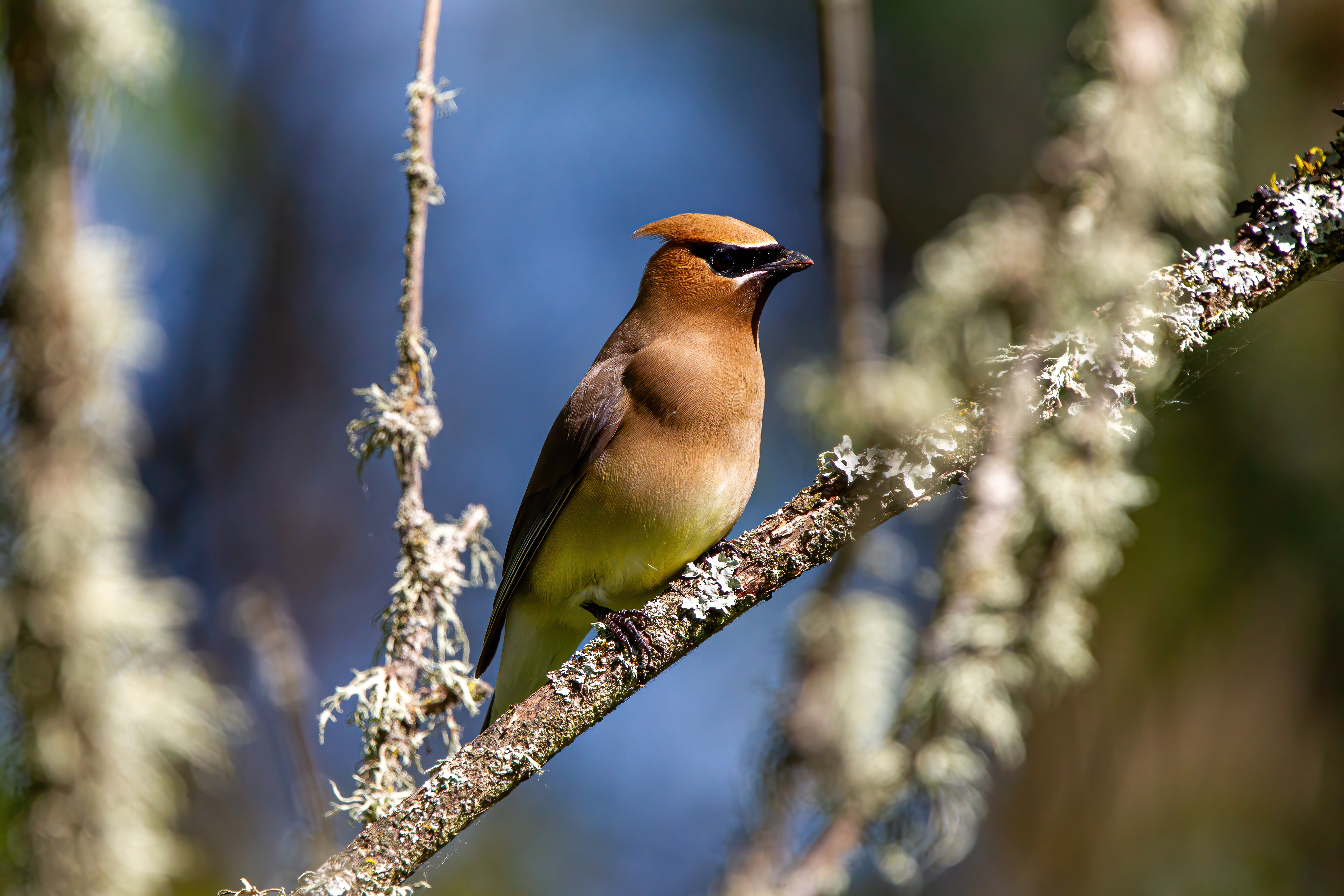 Cedar Waxwing (2)