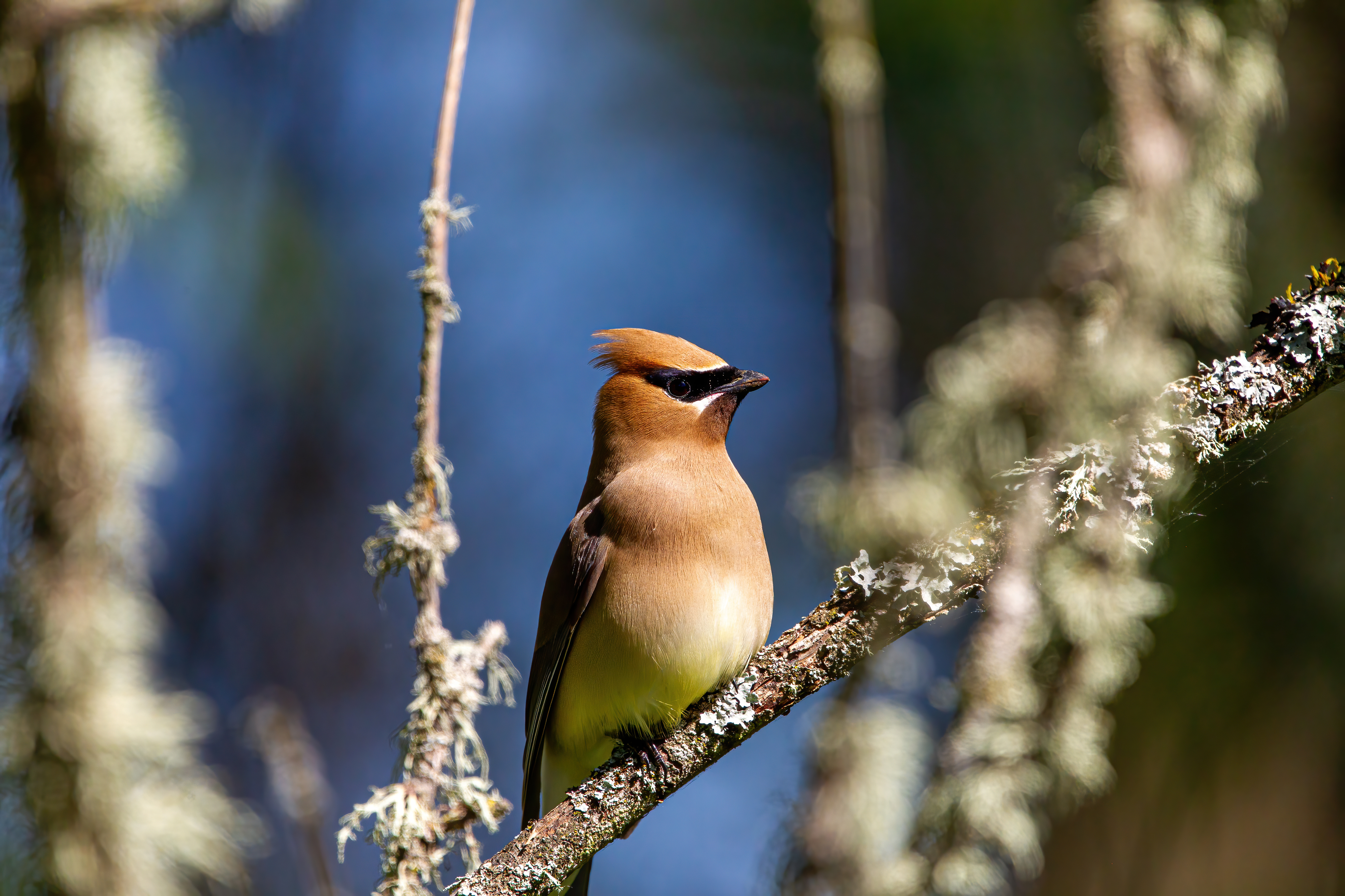 Cedar Waxwing (3)