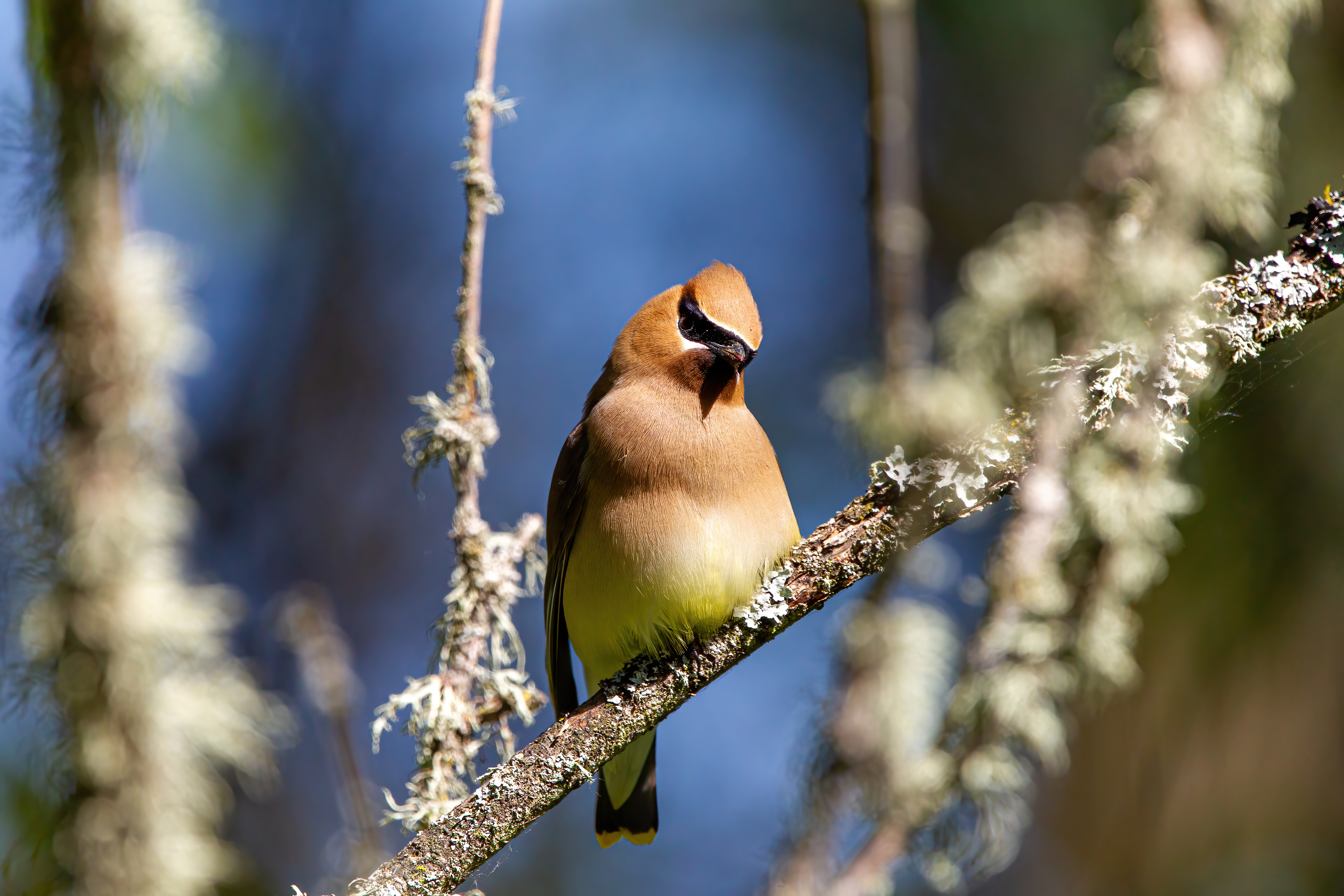 Cedar Waxwing (4)