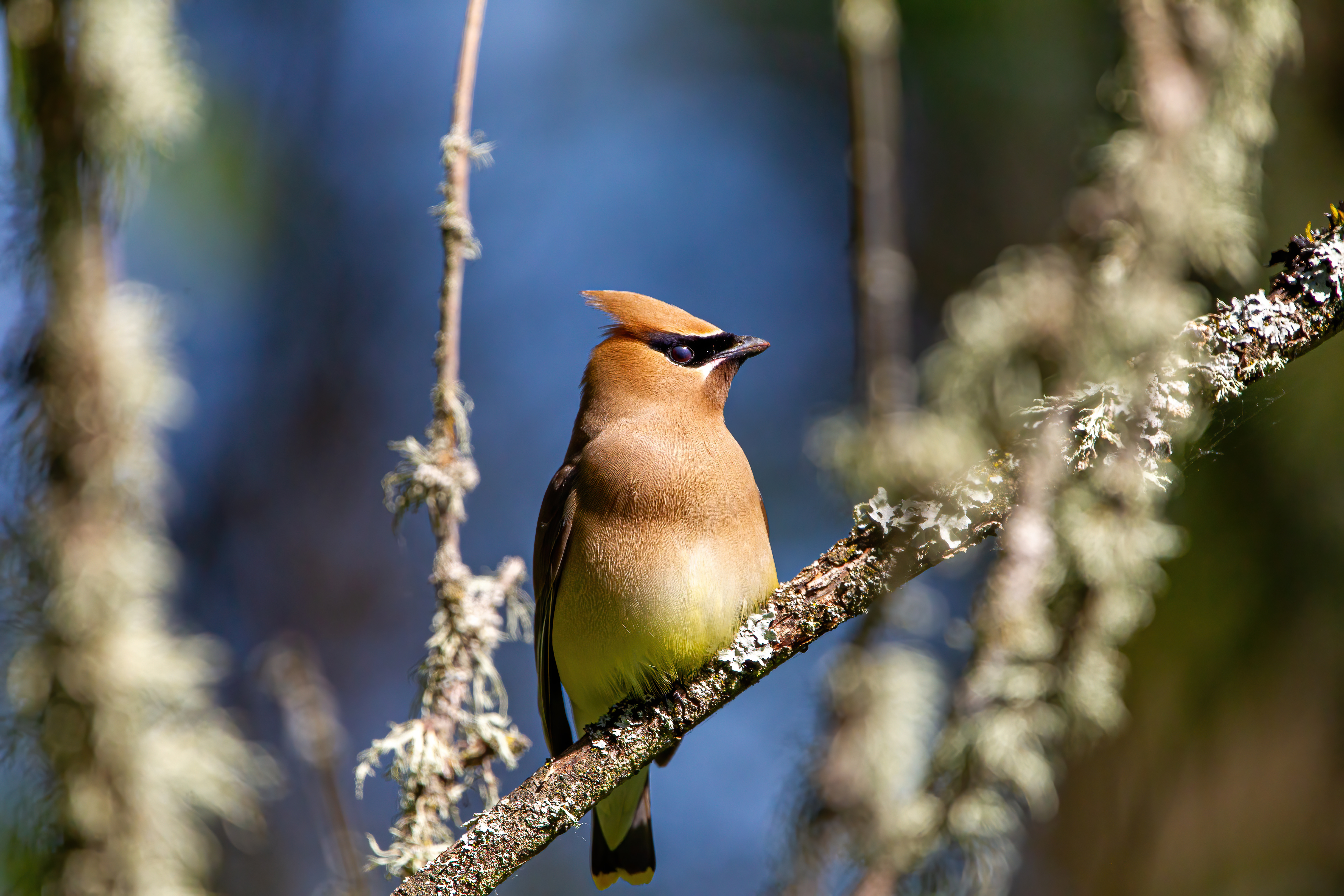 Cedar Waxwing (5)