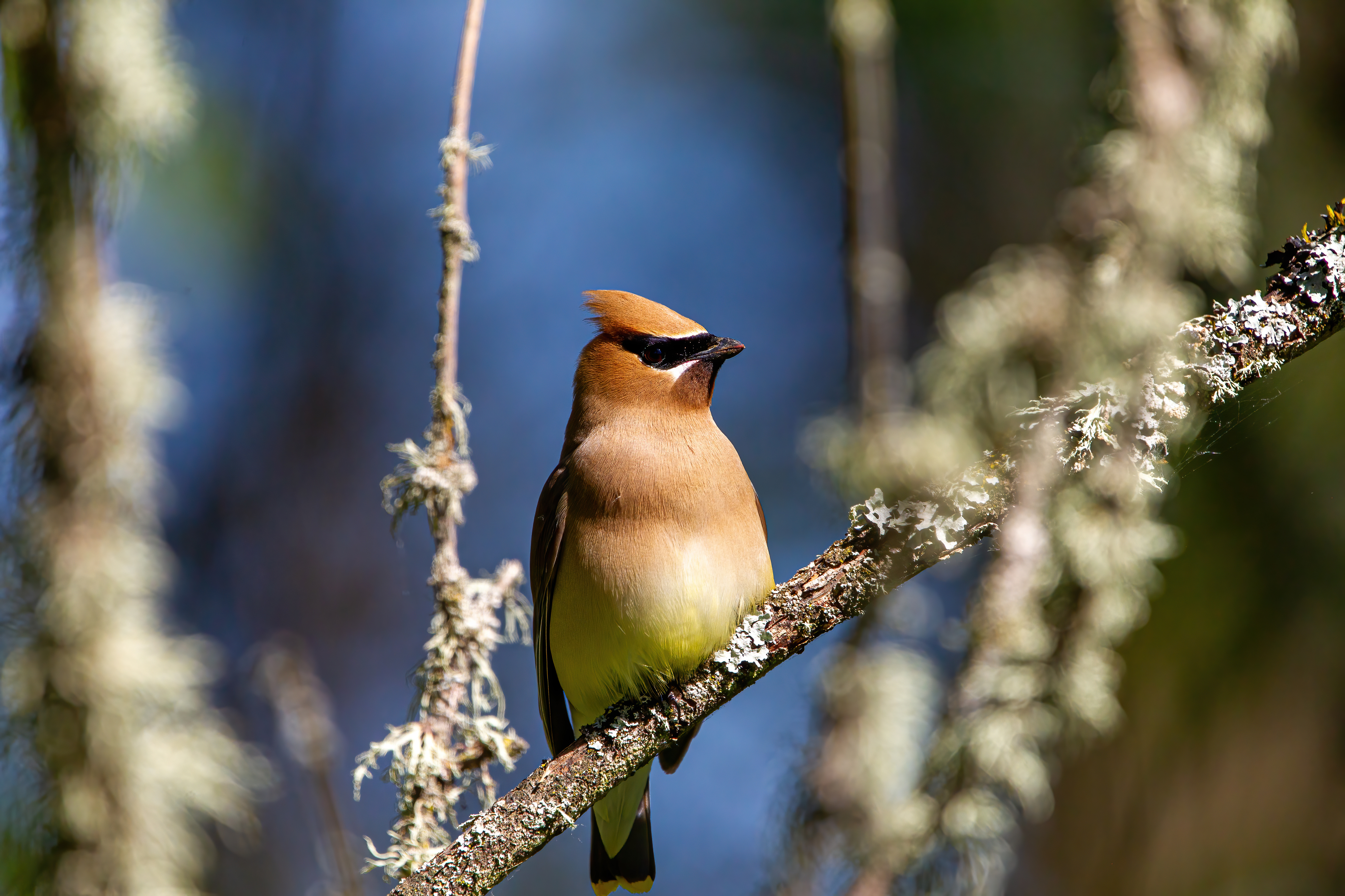 Cedar Waxwing (6)