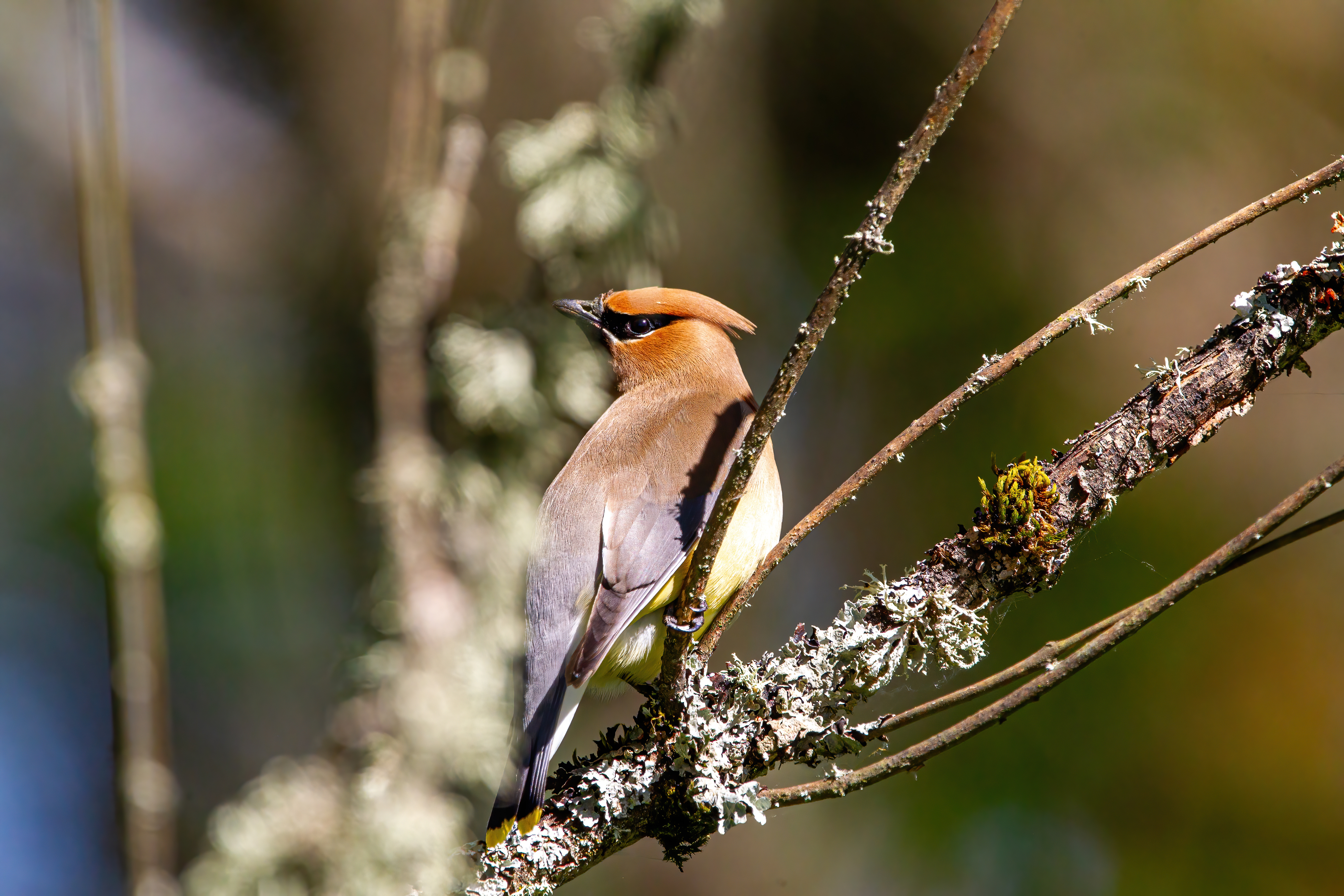 Cedar Waxwing (7)