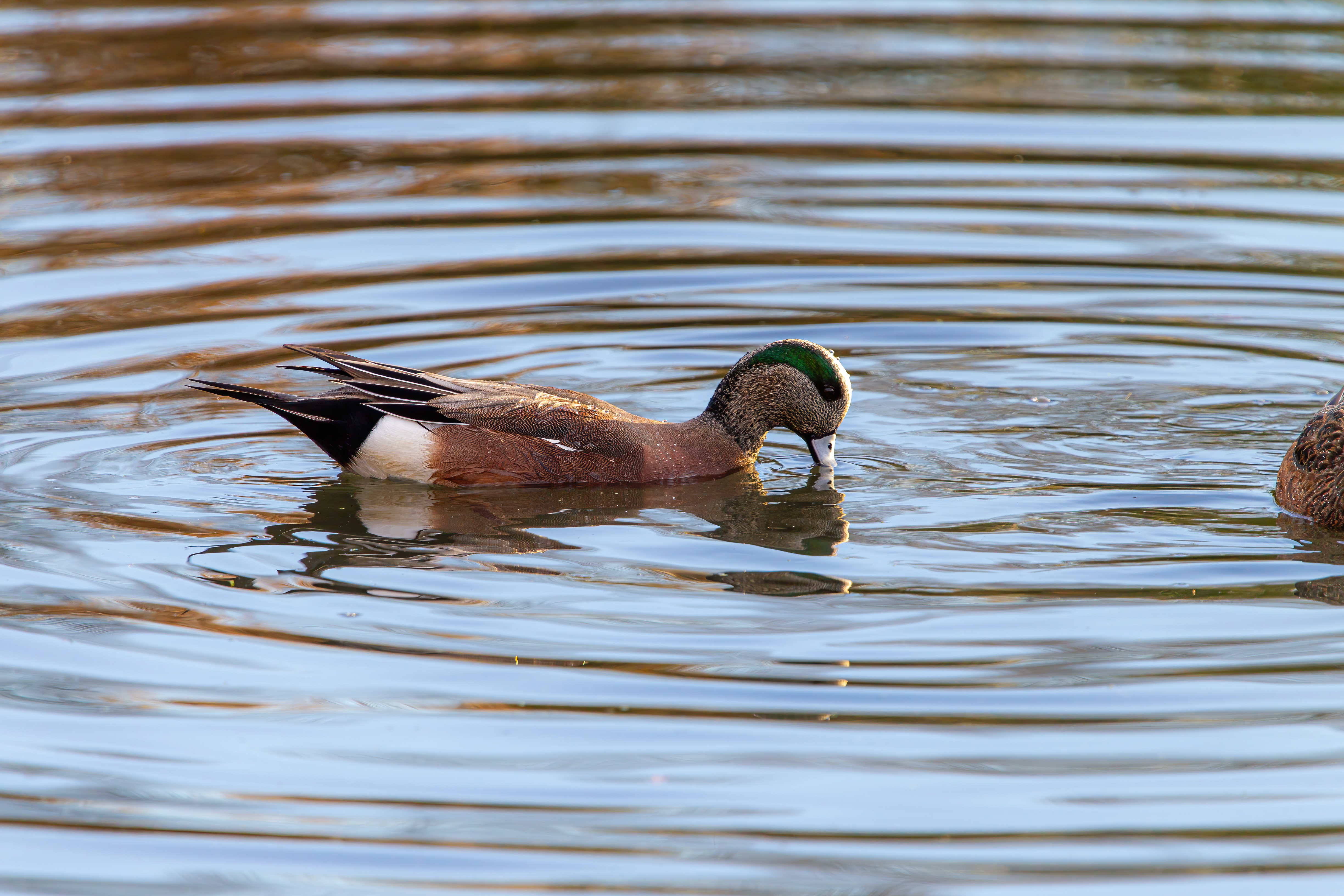 Eurasian Widgeon (3)