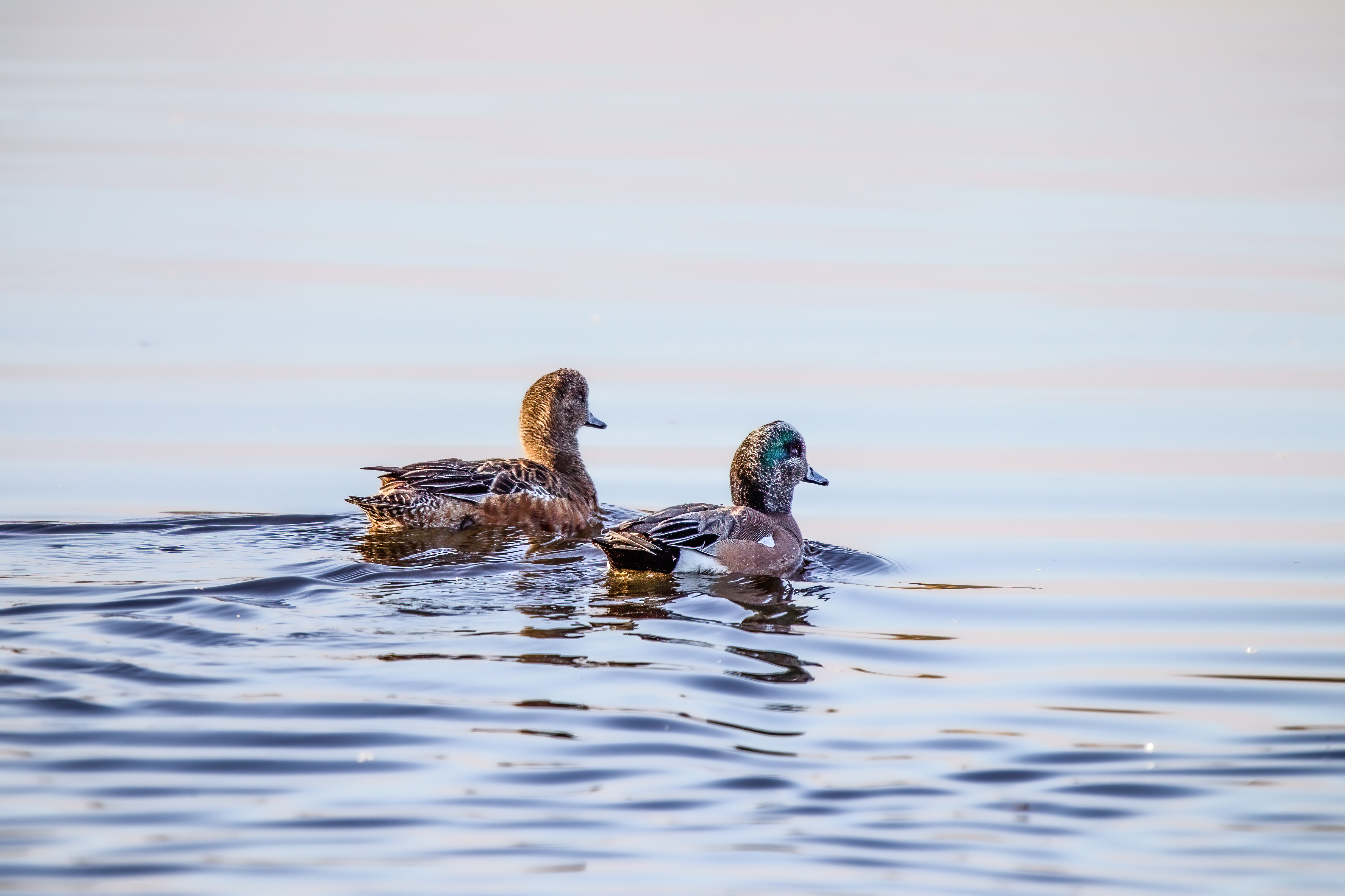 Eurasian Widgeon (4)