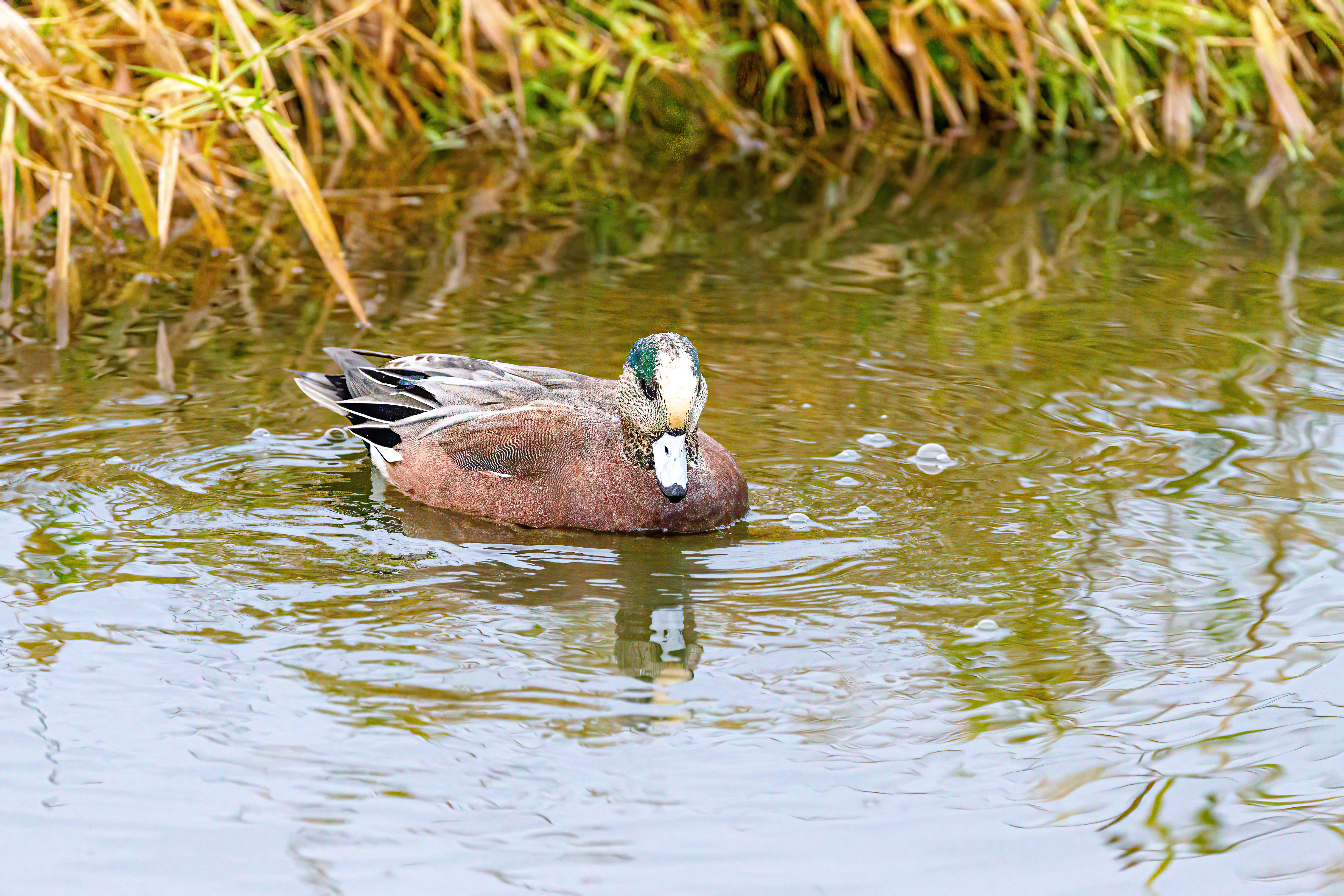 Eurasian Widgeon (5)