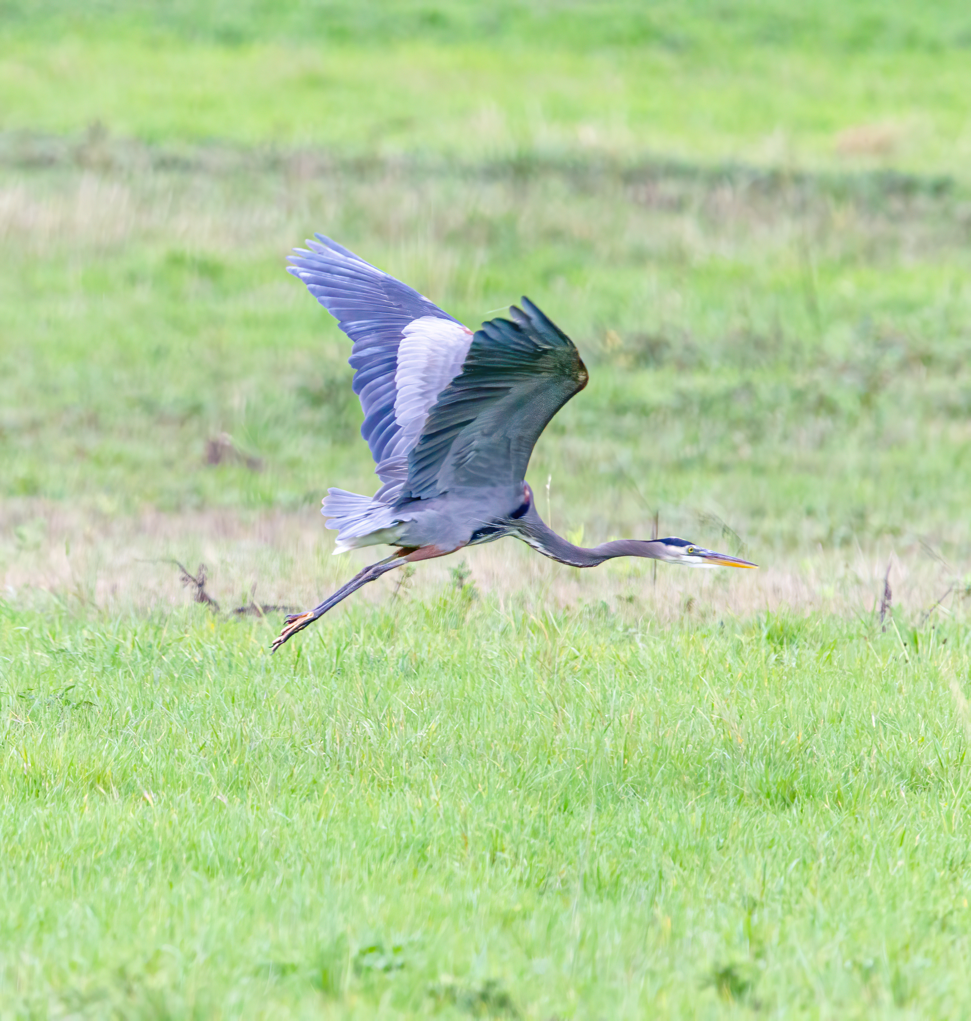 great blue heron (3)