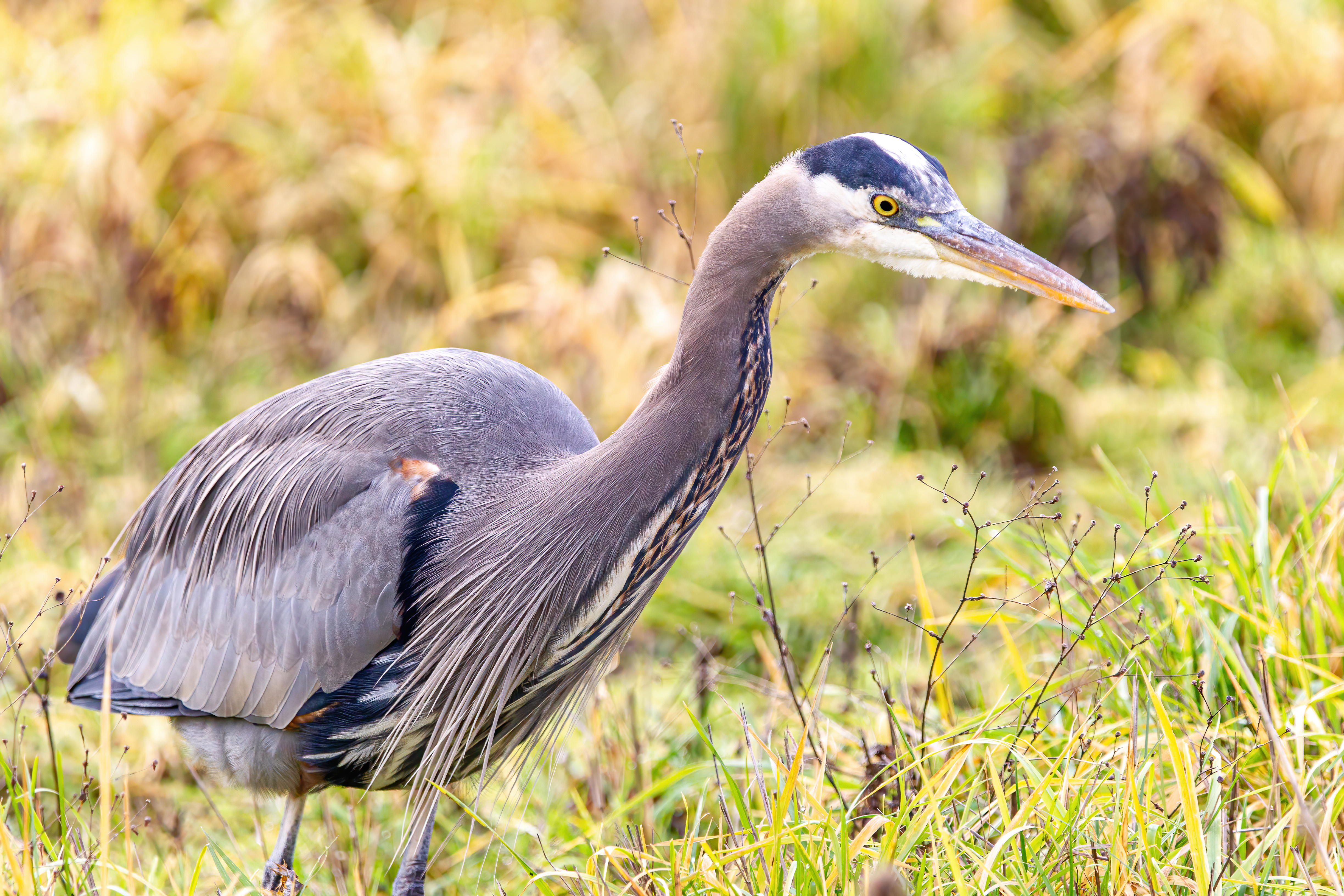 great blue heron (5)