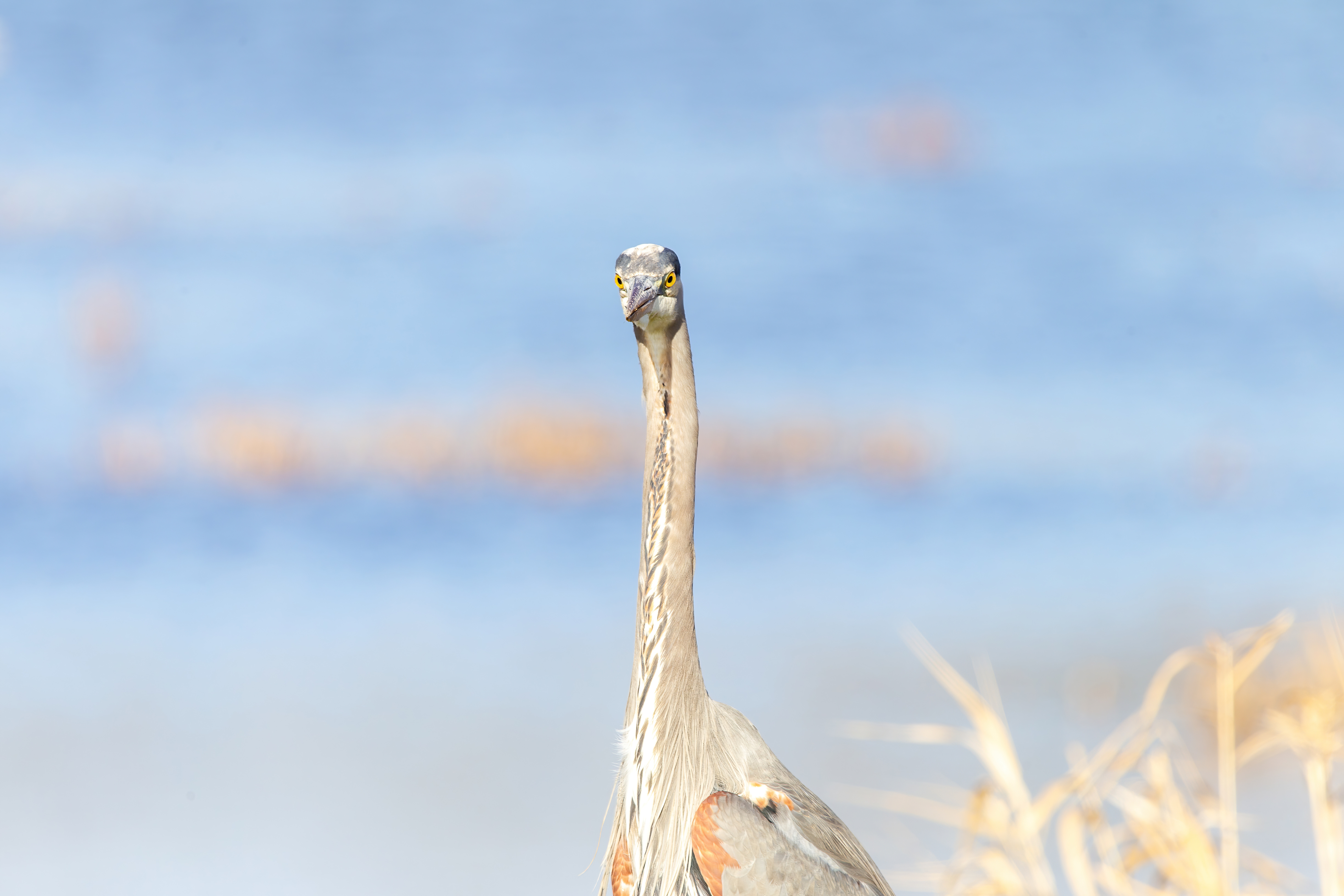 great blue heron (7)