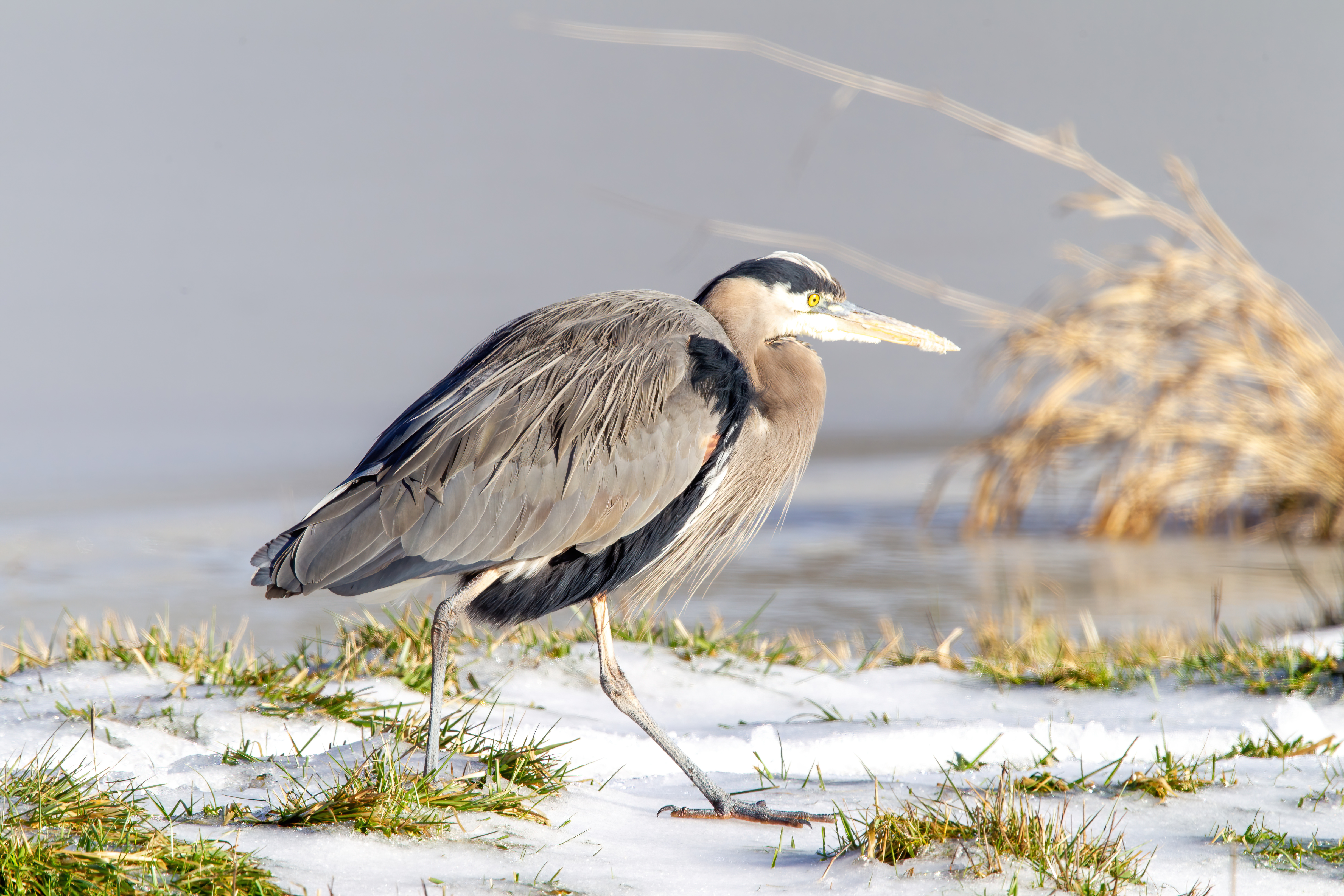 great blue heron (10)