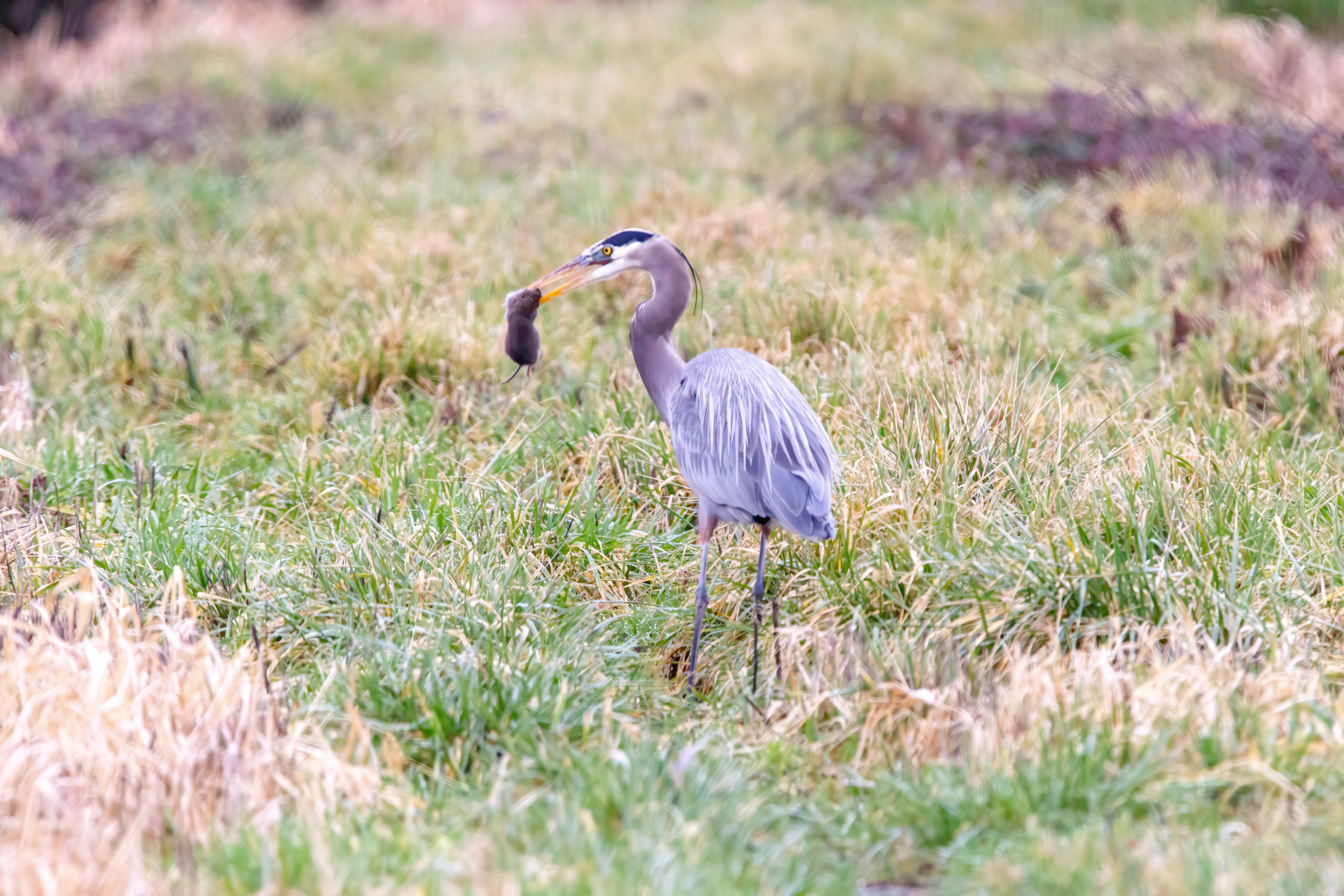 great blue heron (12)