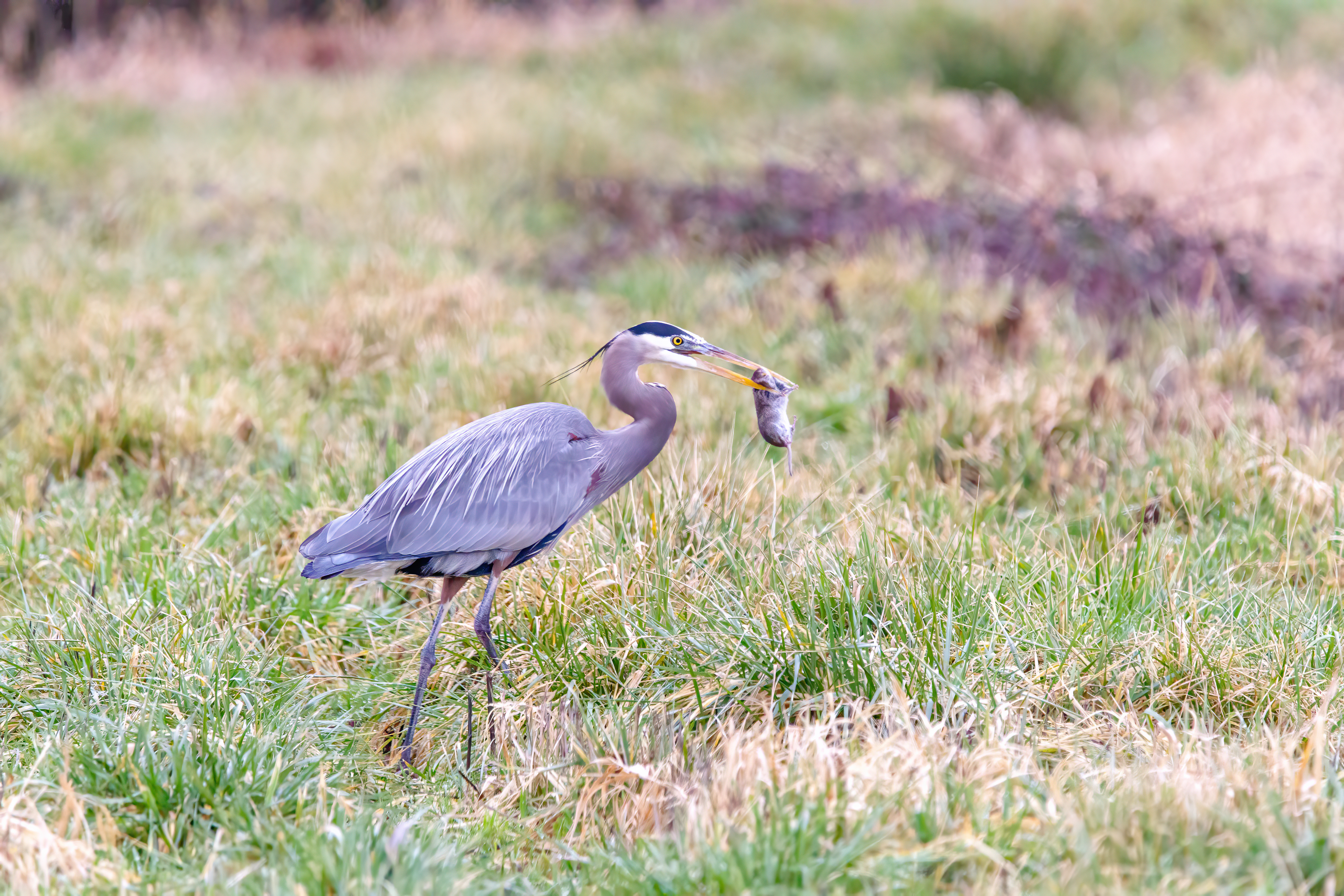 great blue heron (13)
