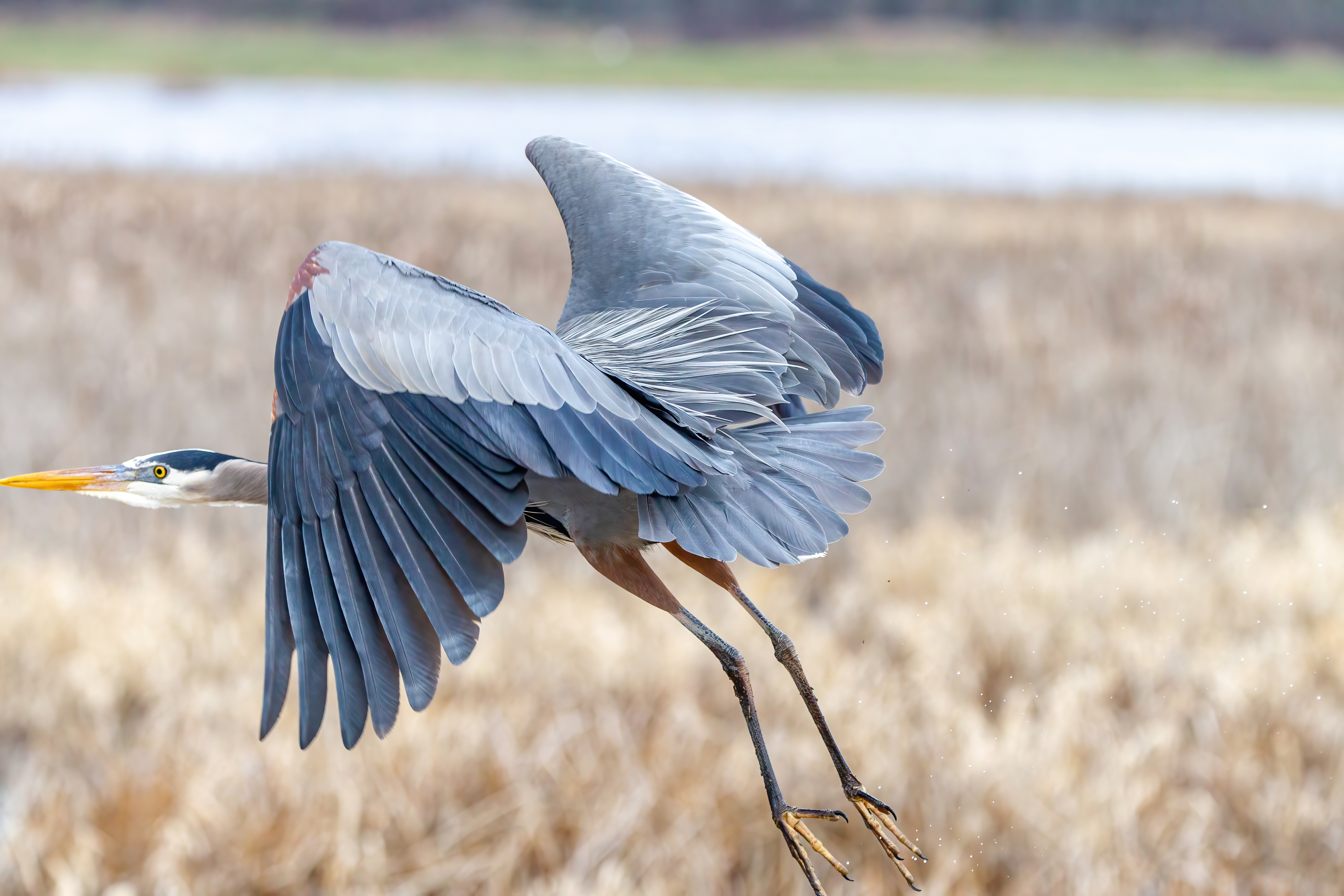 great blue heron (15)