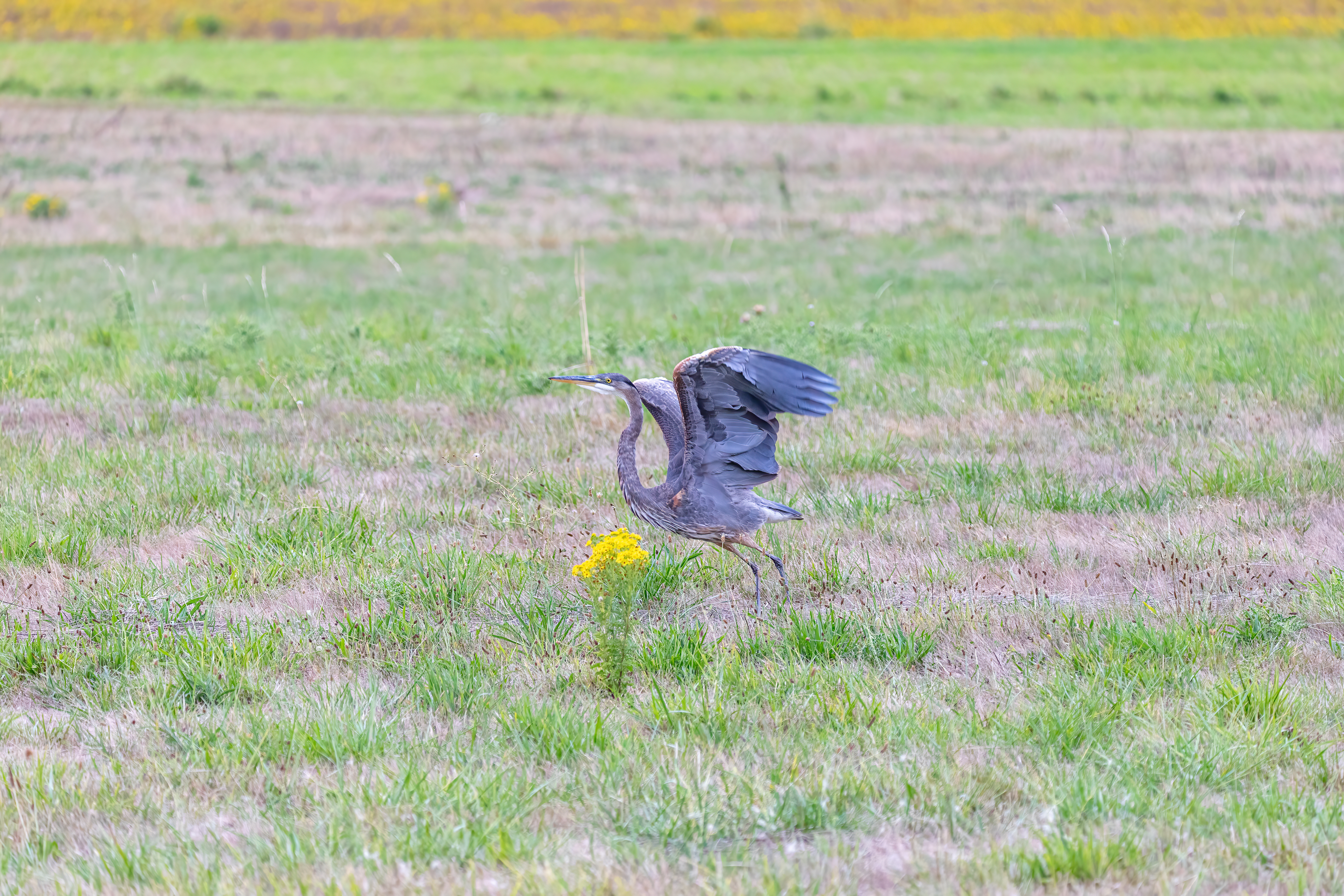 great blue heron (17)