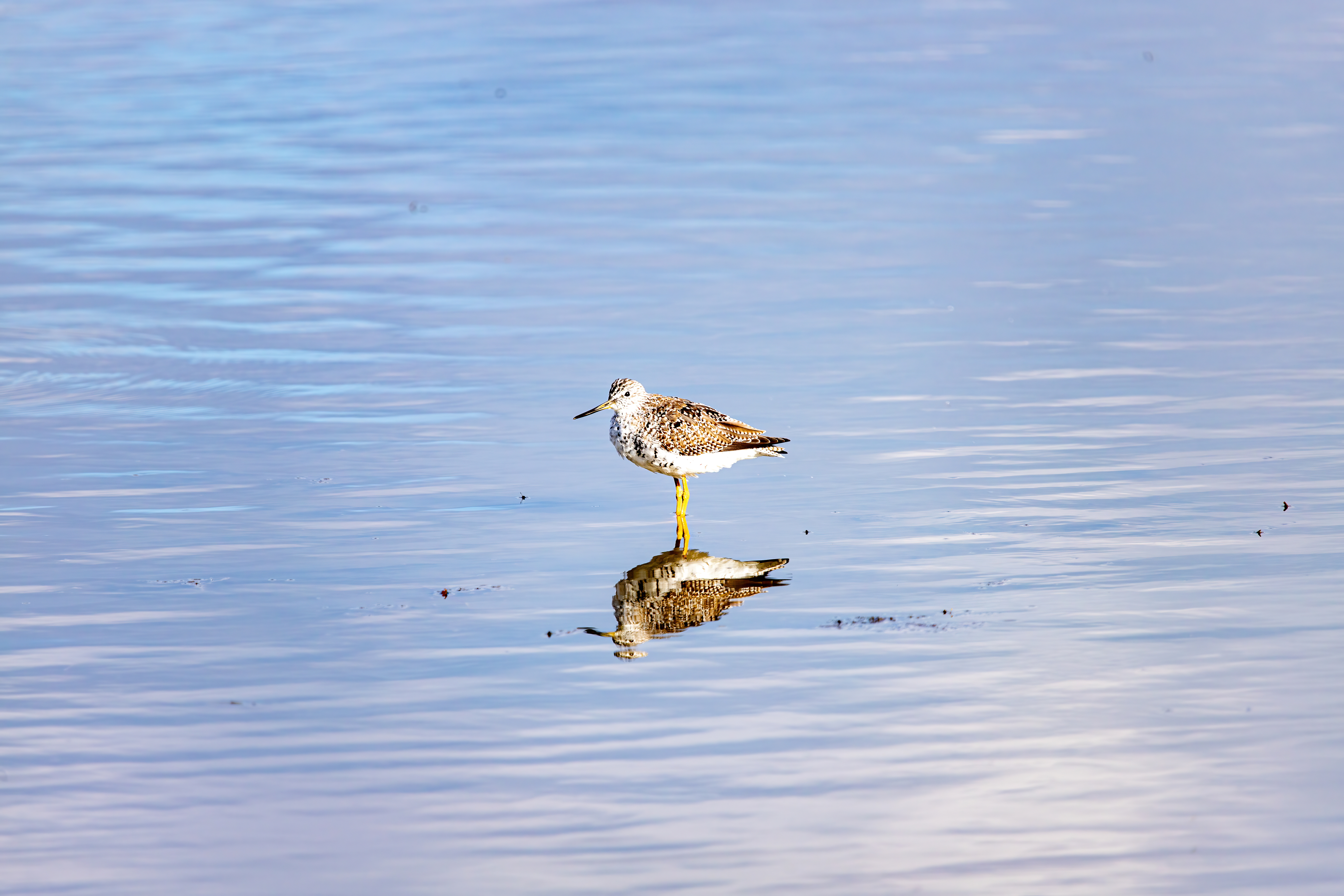 greater yellow legs (5)