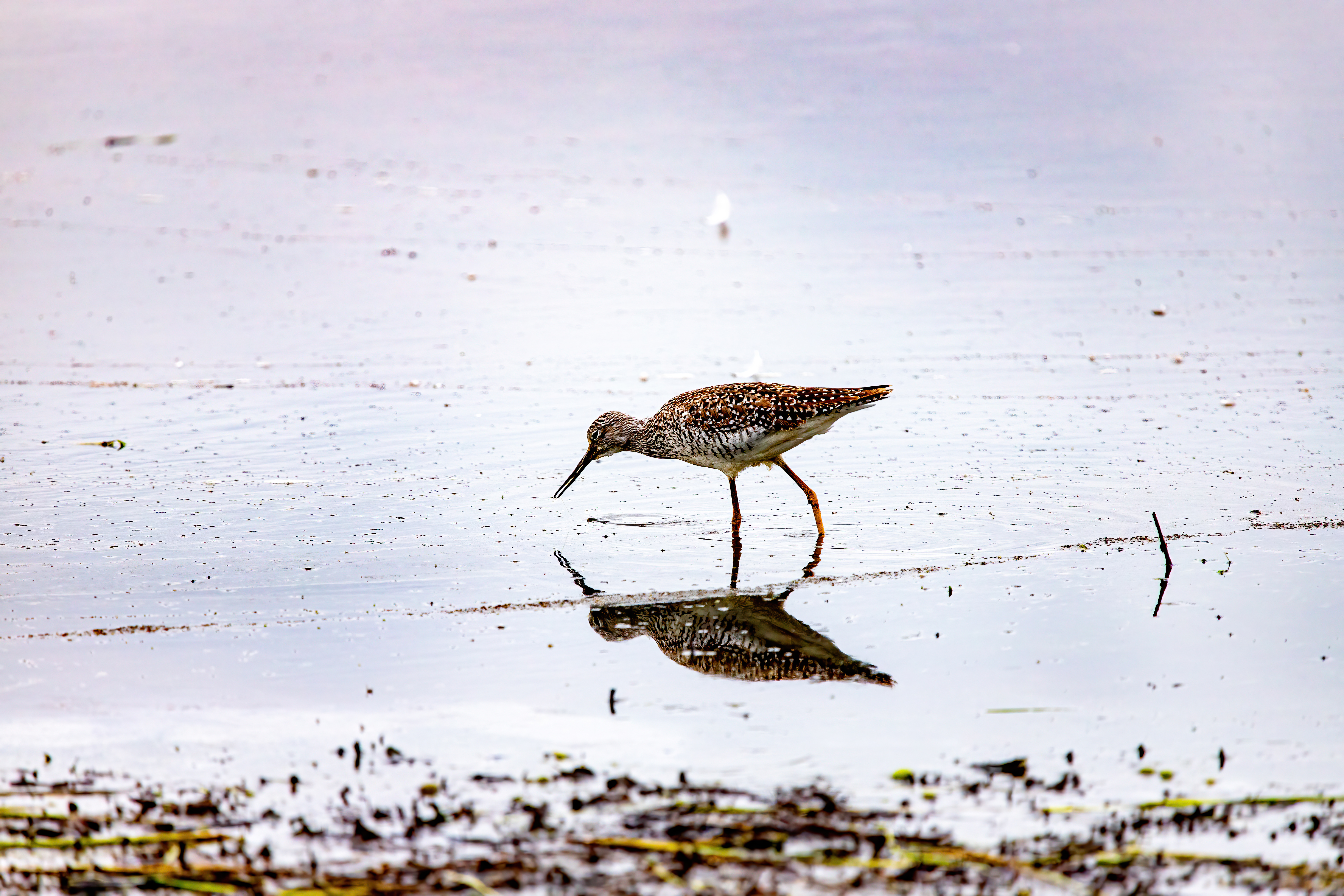 greater yellow legs (7)