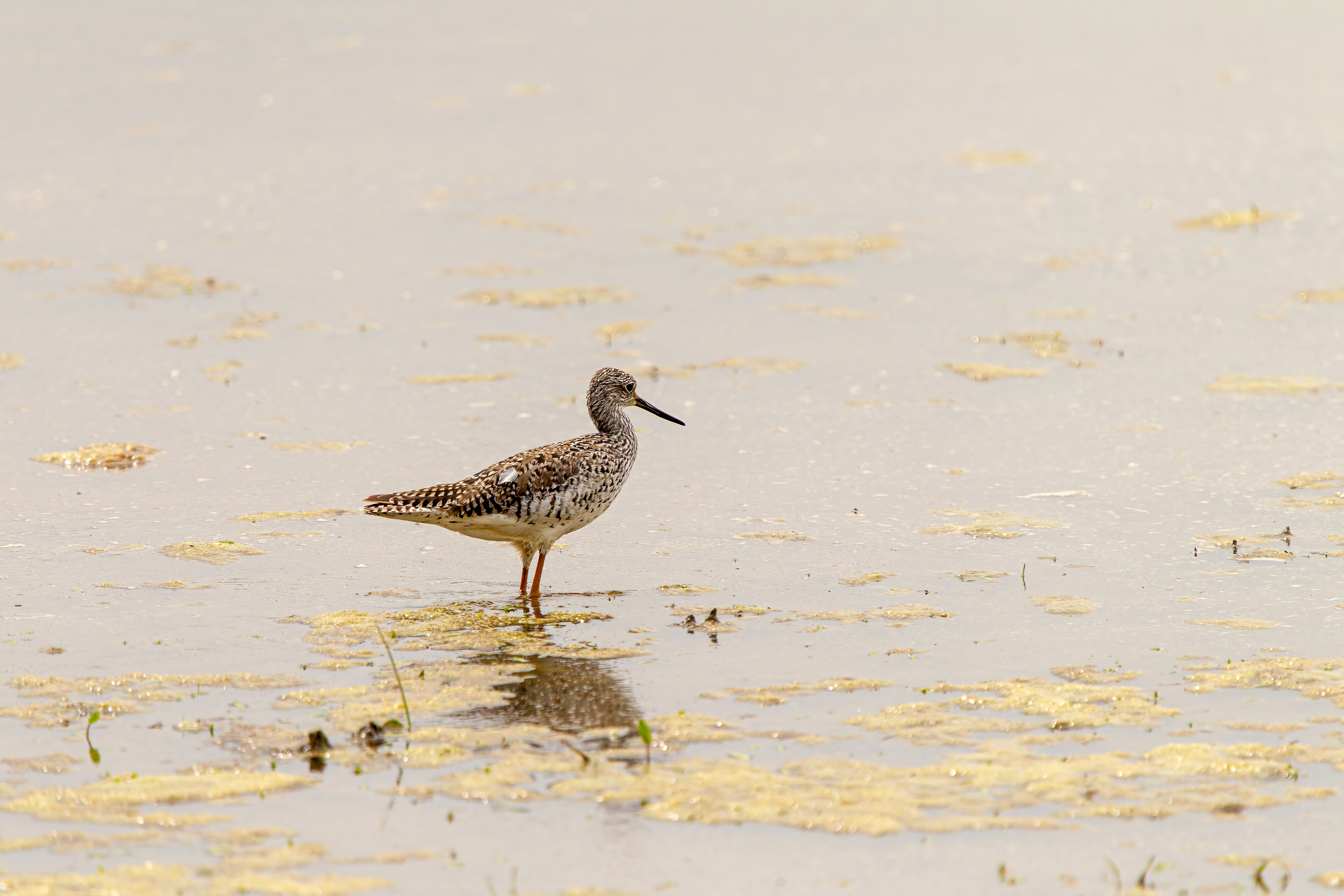 greater yellow legs (8)