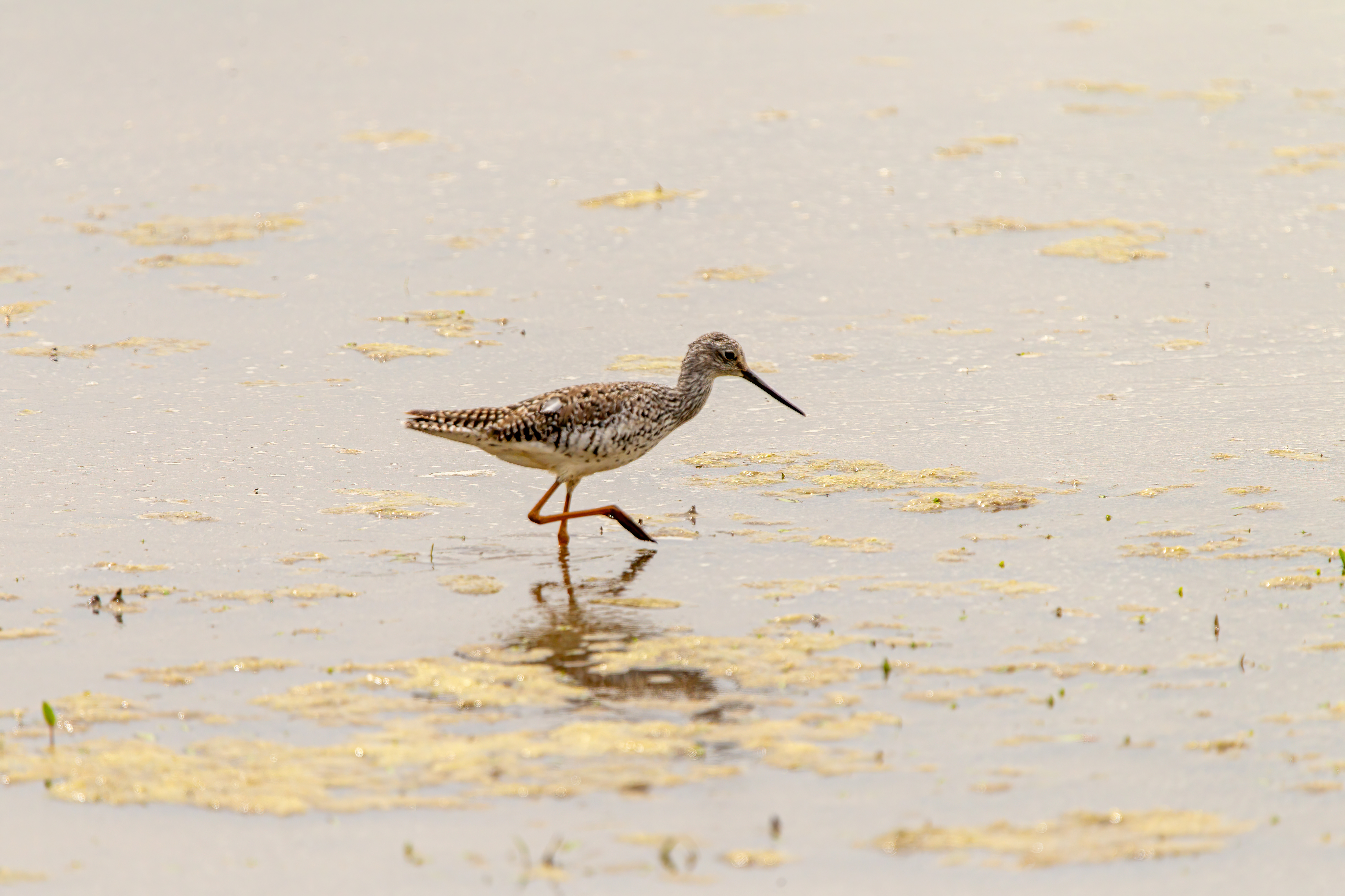 greater yellow legs (9)