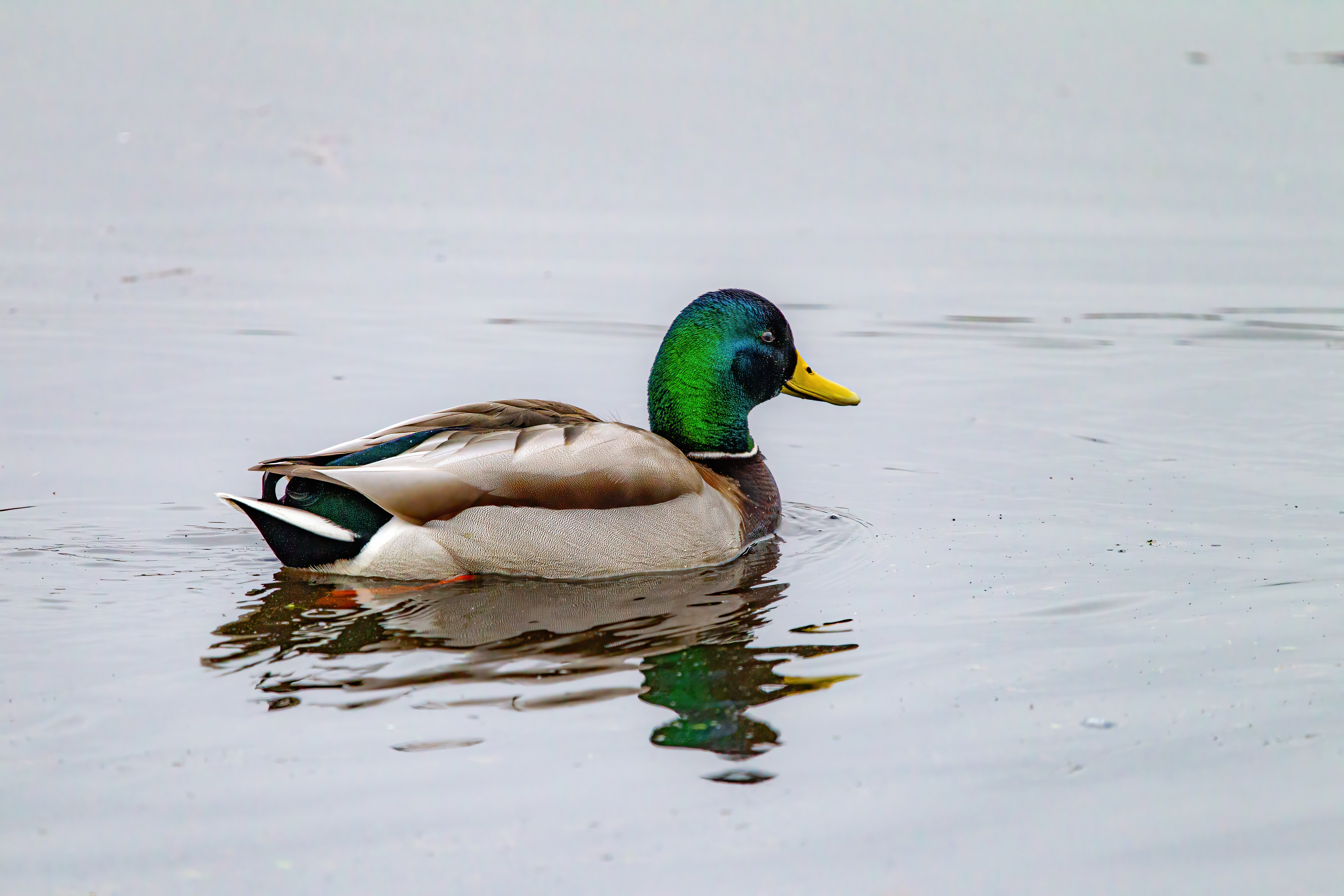 mallard duck (4)
