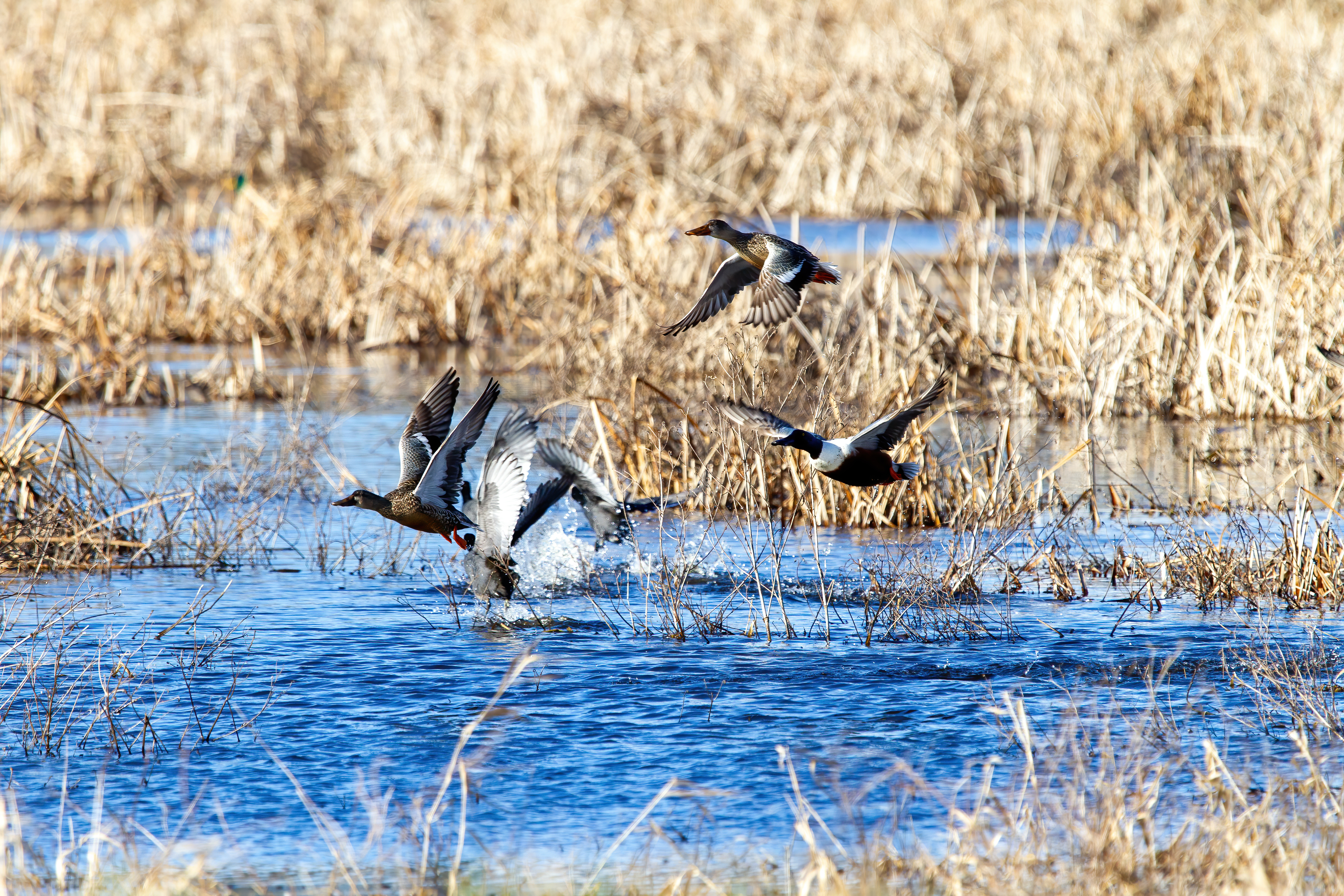 mallard duck (6)