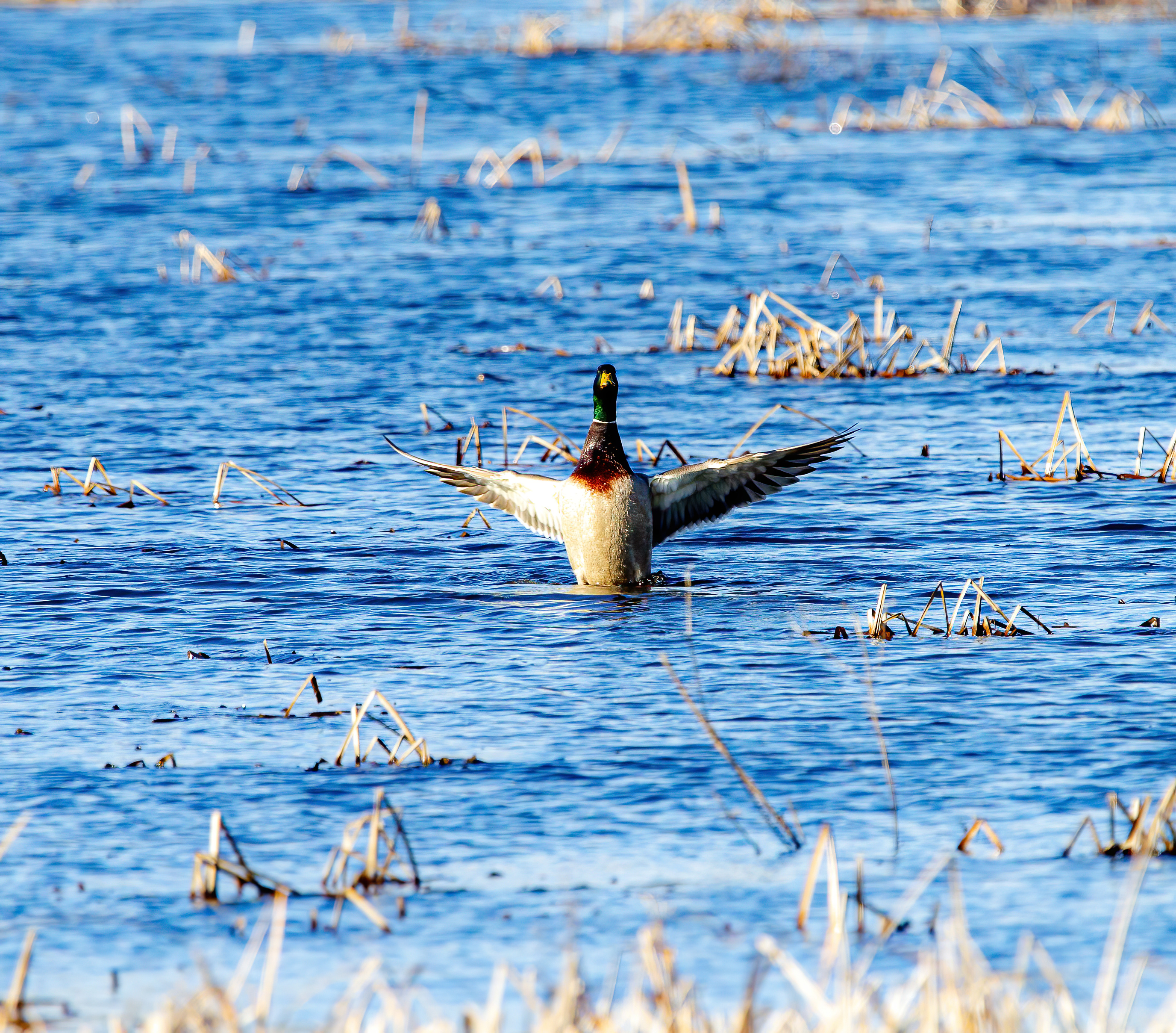 mallard duck (9)