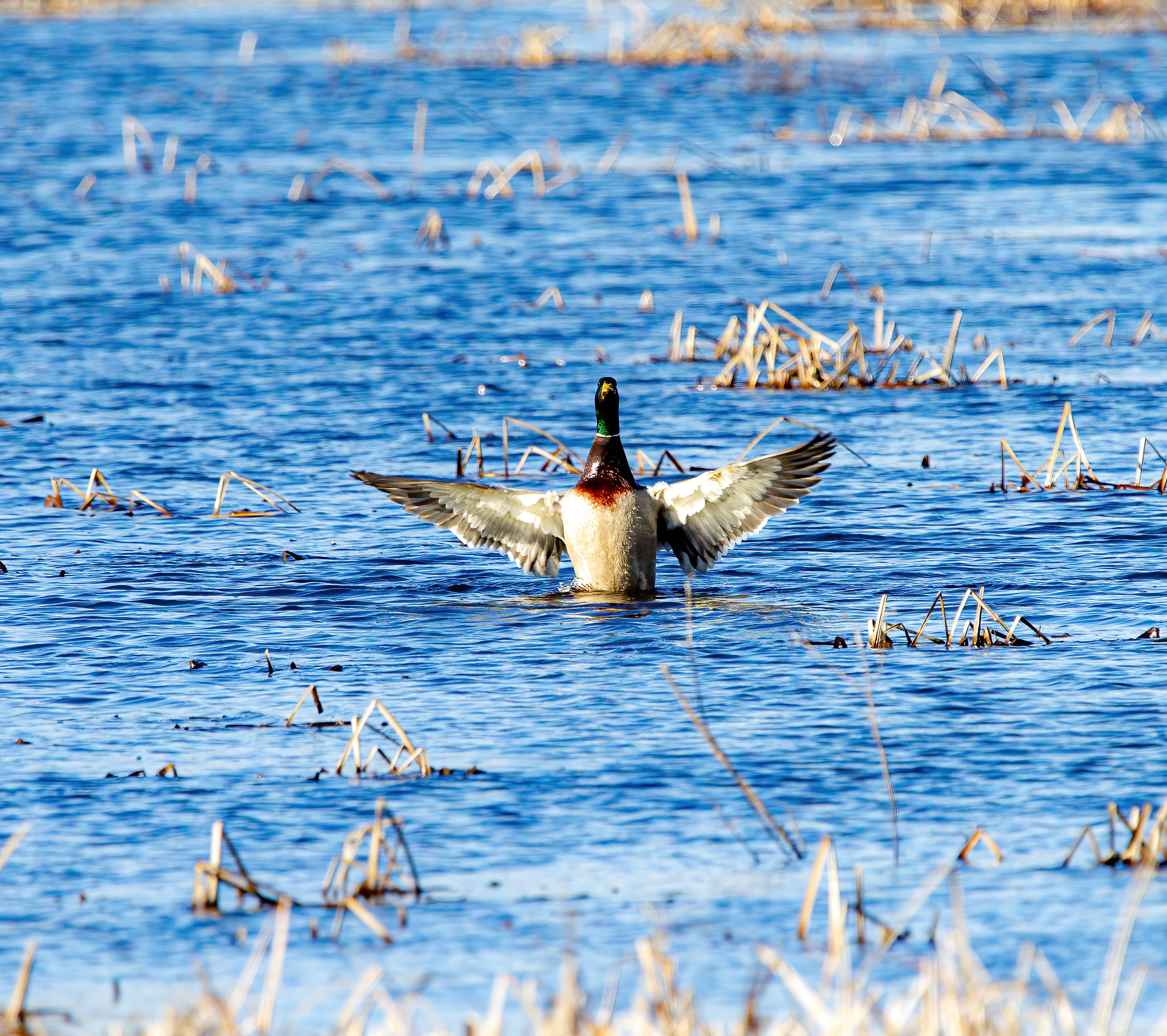 mallard duck (11)