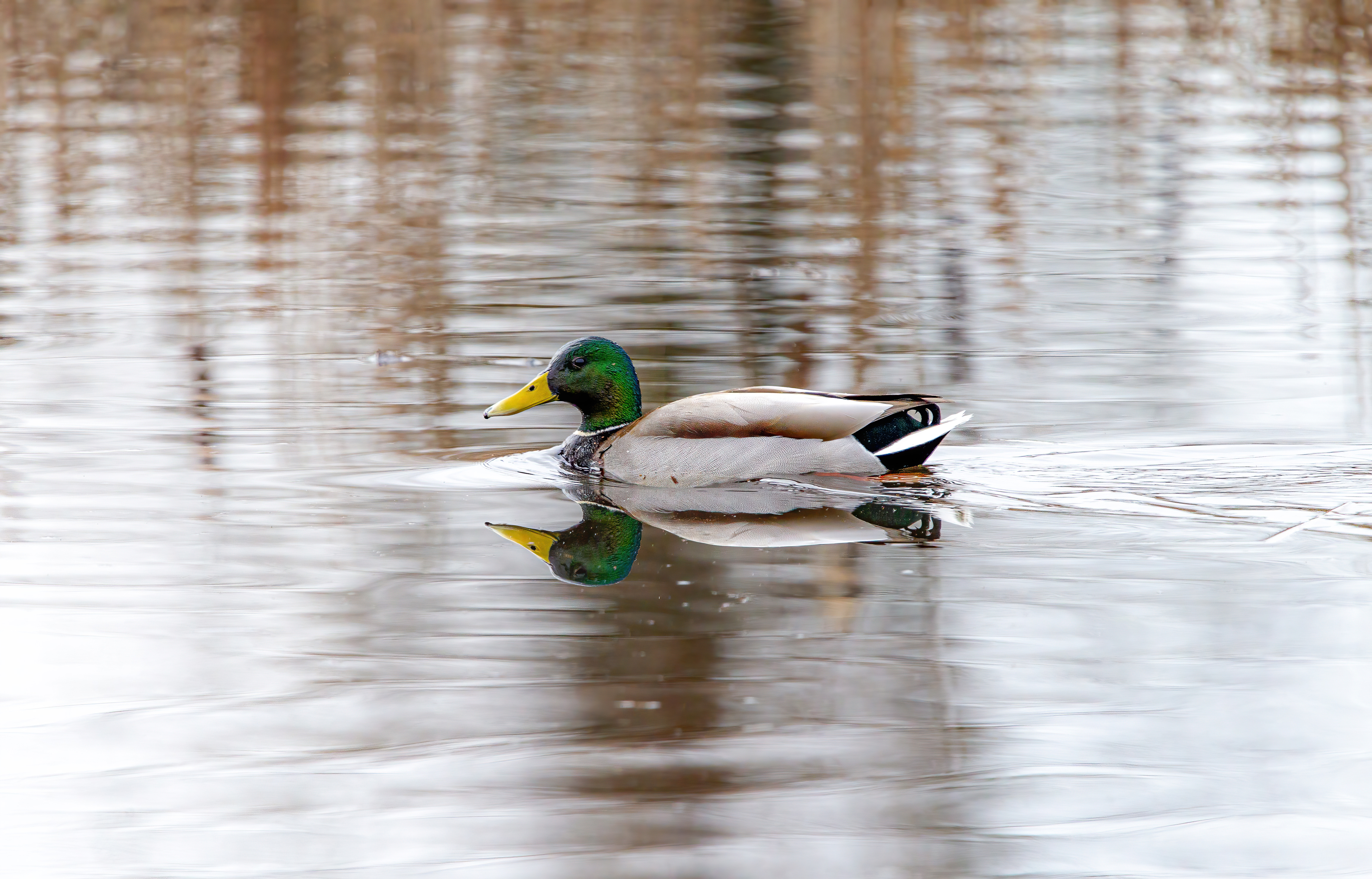 mallard duck (13)