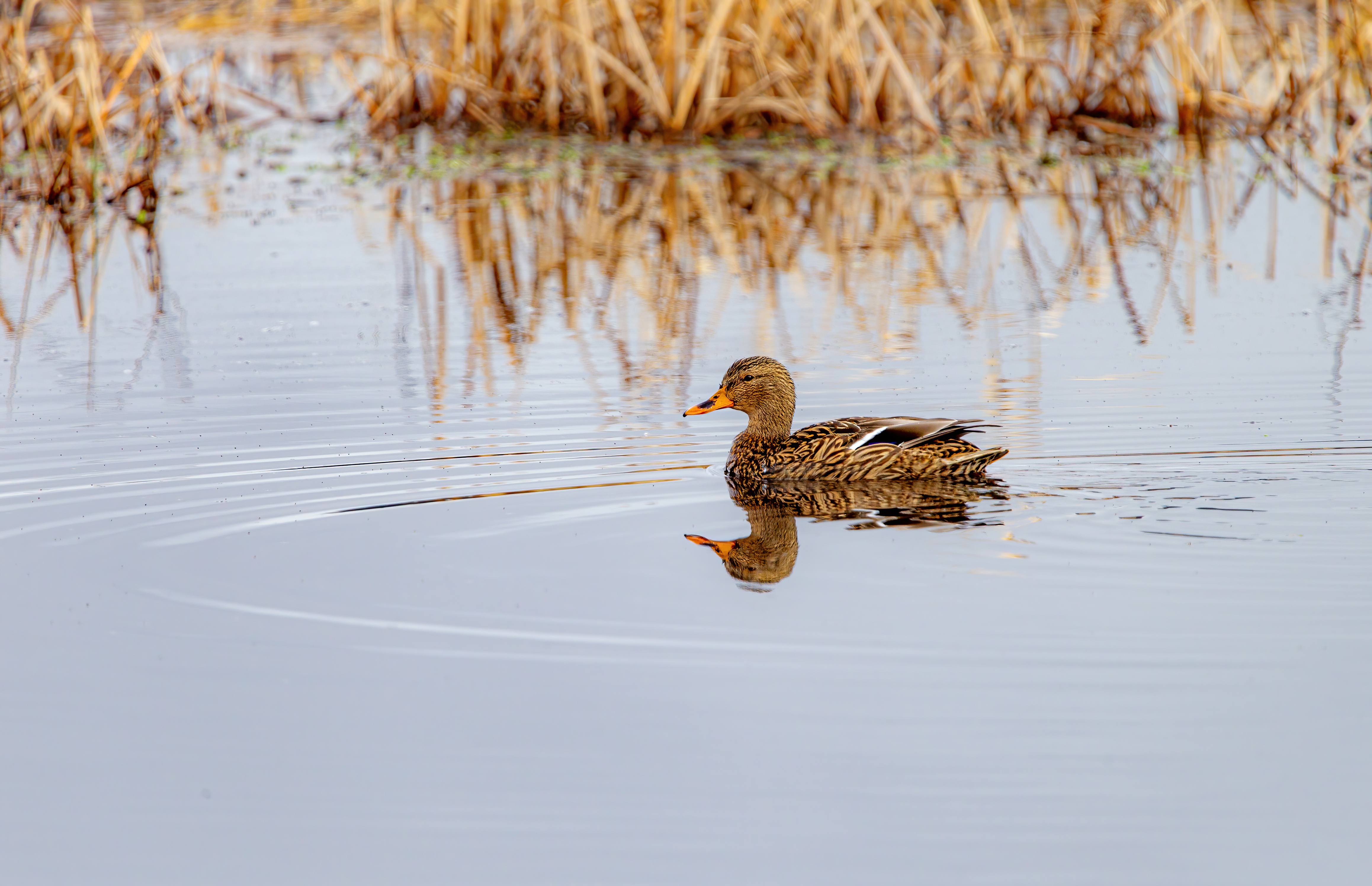 mallard duck (14)