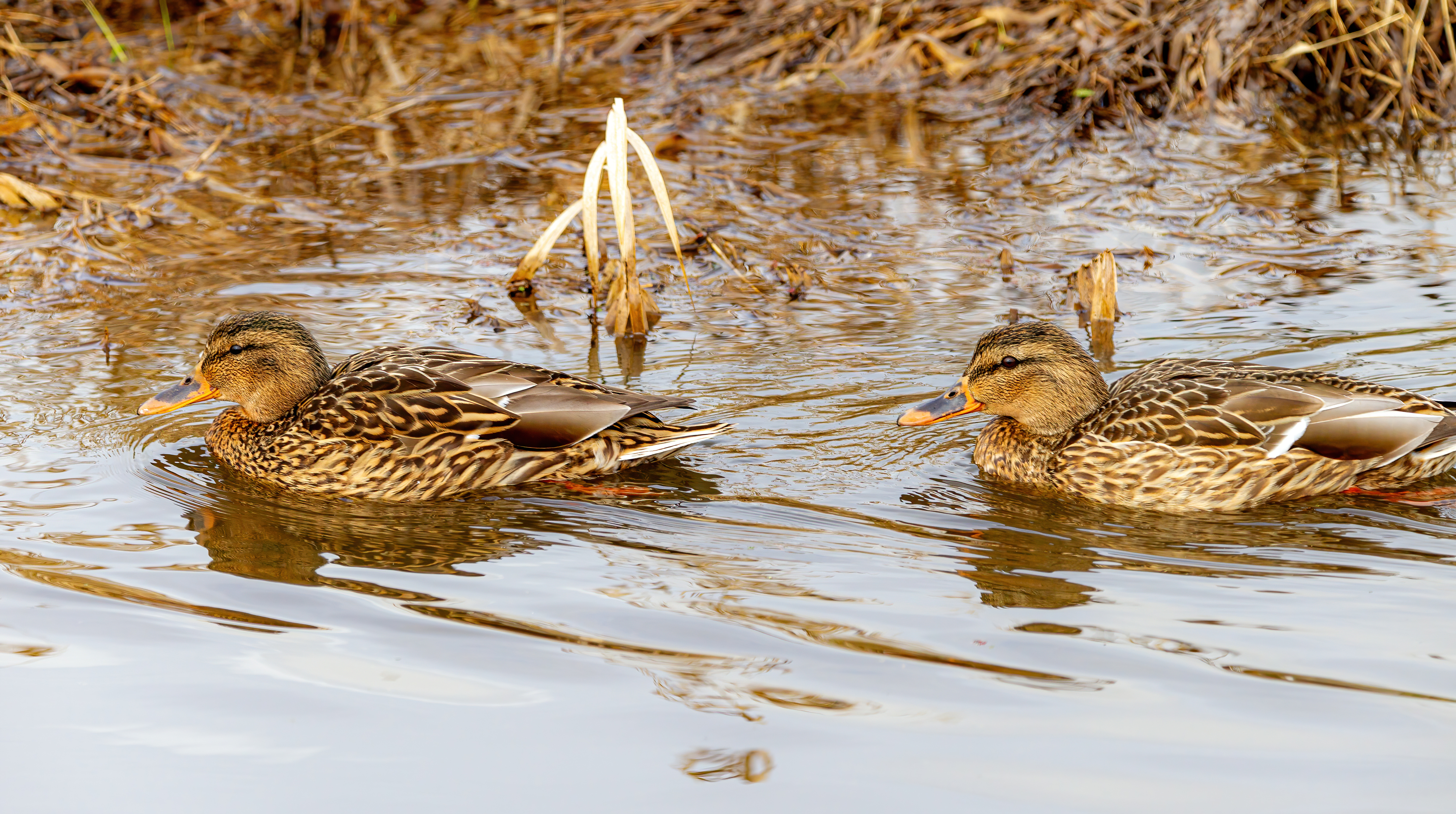 mallard duck (16)