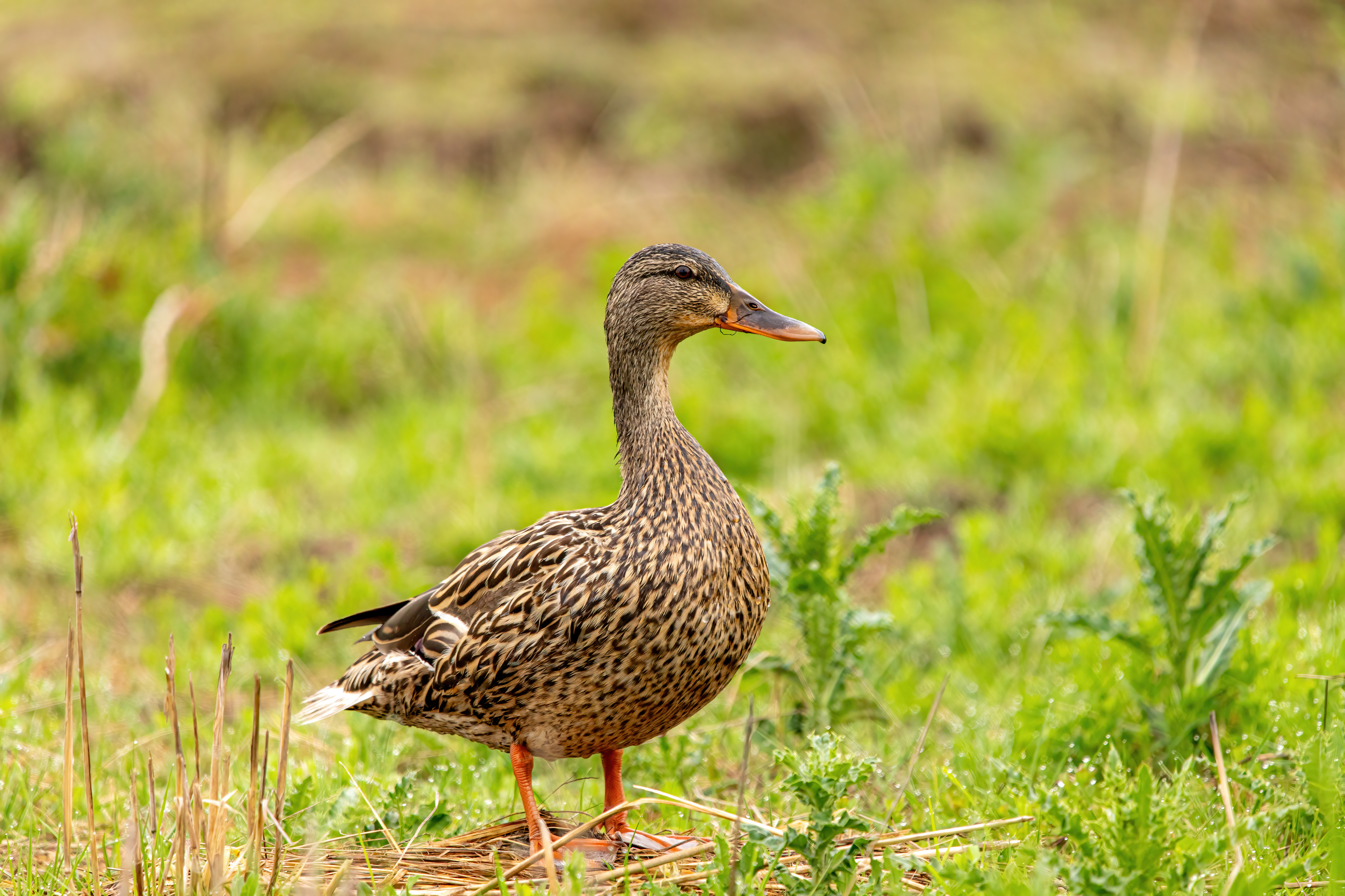 mallard duck (18)