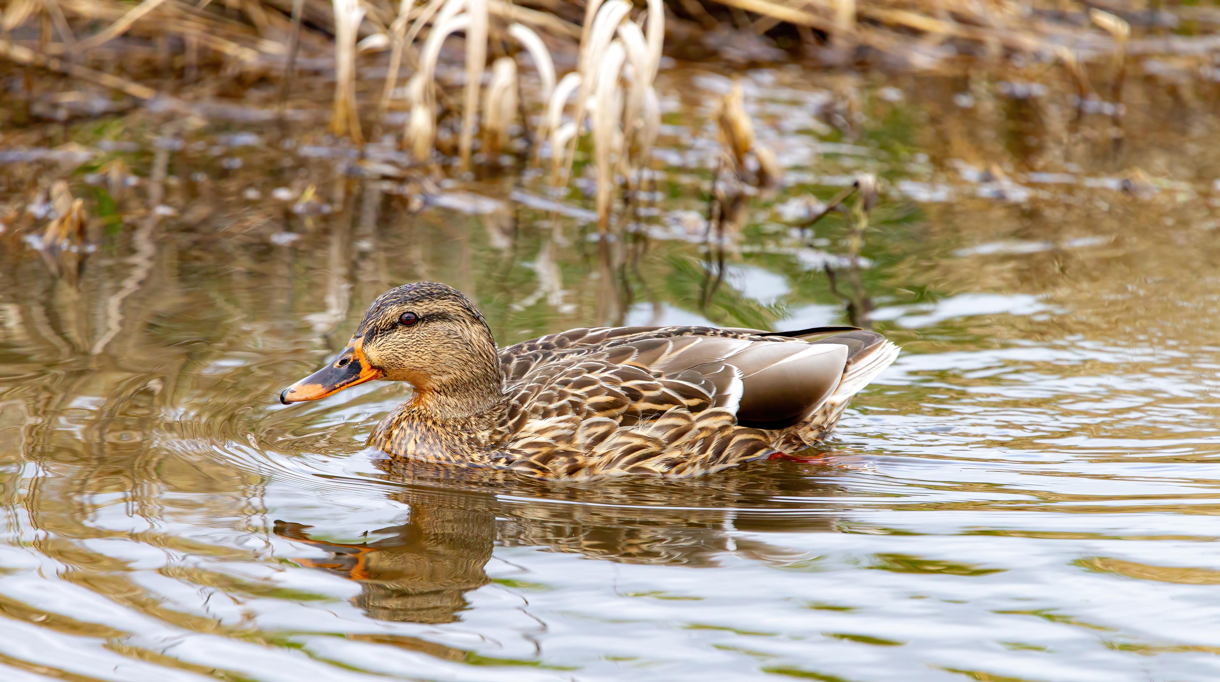 mallard duck (20)