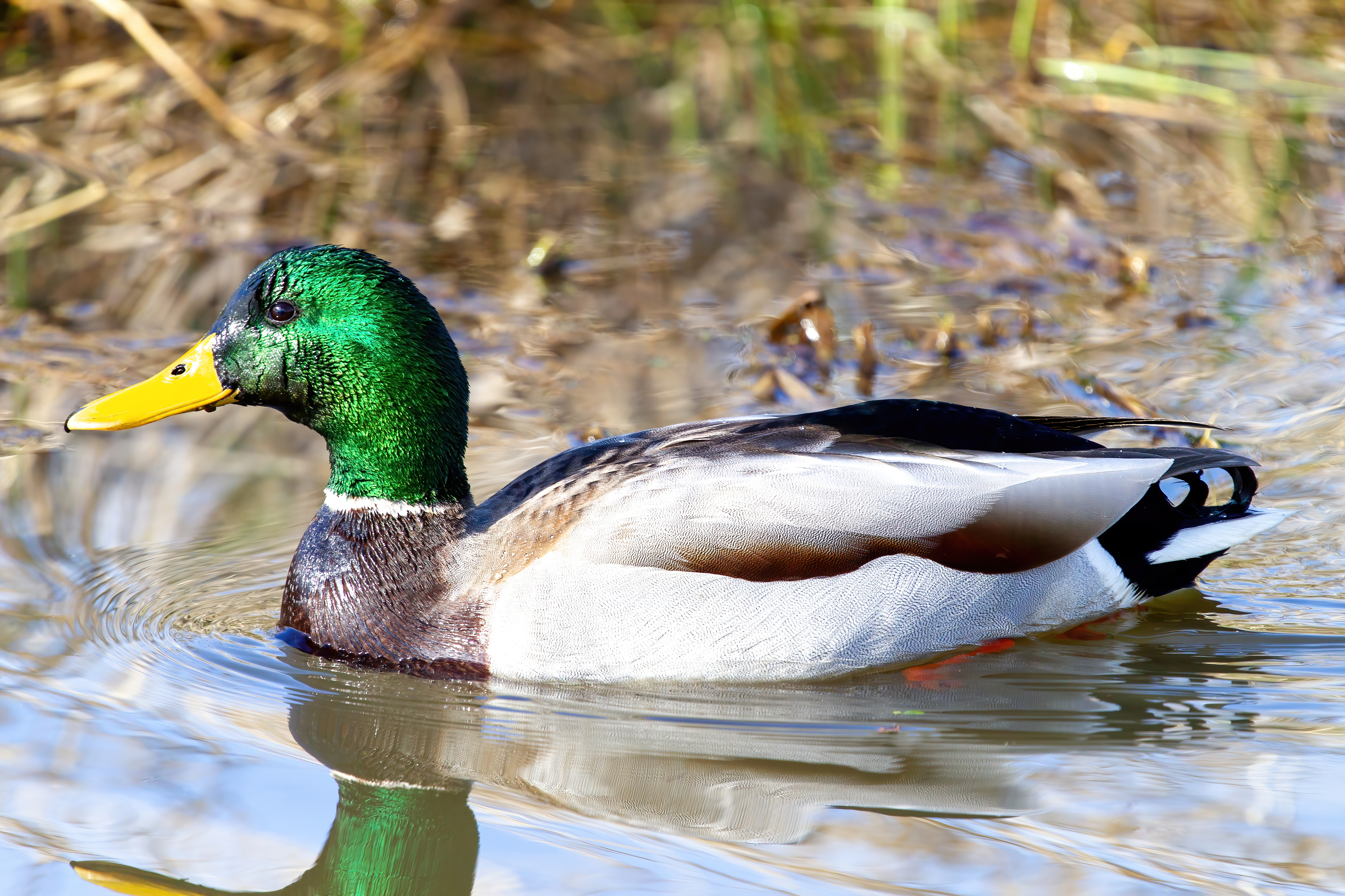 mallard duck (23)
